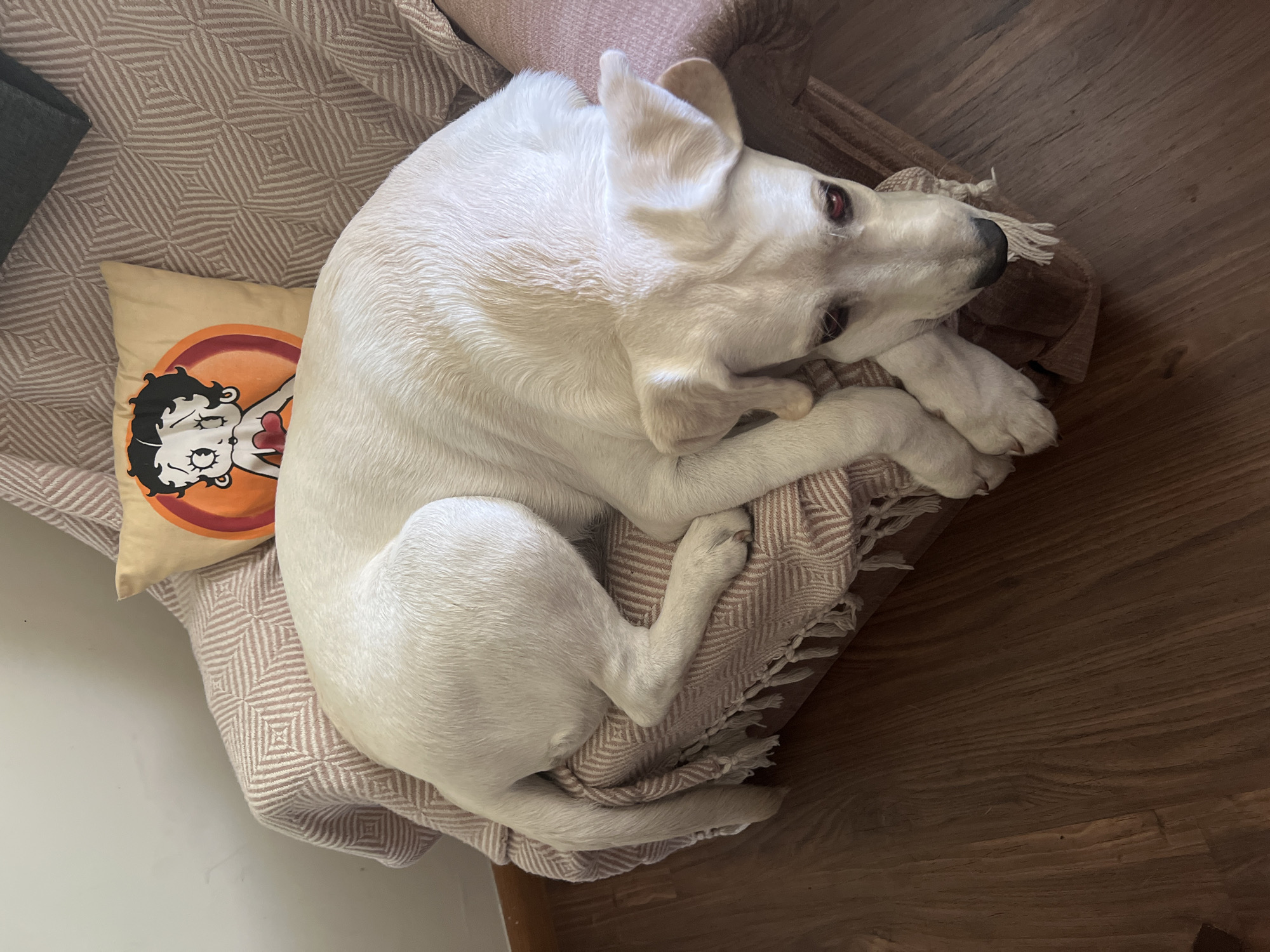 A white dog is curled up on a chair covered with a patterned blanket. The dog is resting its head on its paws and appears to be sleeping. Behind the dog, on the chair, is a pillow with a cartoon image of Betty Boop. The chair is positioned on a wooden floor. The background shows a white wall. The image does not contain any identifiable landmarks or elements that would indicate its location in Revelstoke, Canada.