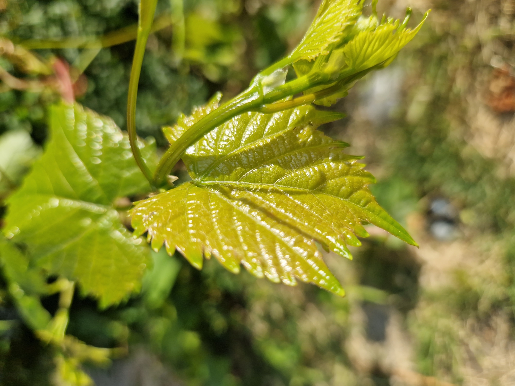 The image shows a close-up of a young, bright green vine leaf with serrated edges, catching the sunlight which highlights its veins and creates a glossy sheen. The leaf is attached to a thin, green stem, and other unfurling leaves are visible in the background. The background is softly blurred, with out-of-focus greenery and patches of sunlight on the ground, suggesting an outdoor environment. The scene is natural and appears to be in a garden or park. The image was taken in Sofia, Bulgaria.