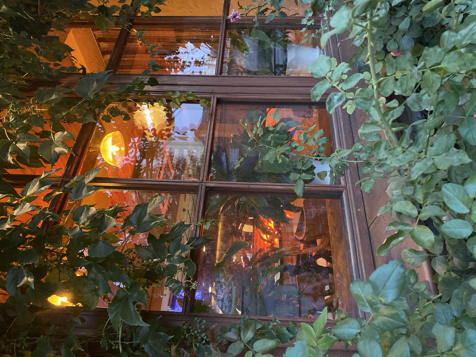 The image depicts a close-up of a window with a brown wooden frame, partially obscured by lush green foliage in the foreground. The window has multiple panes, and through them, a warm, orange glow emanates from the interior, suggesting artificial lighting. A yellow pendant lamp with a ribbed shade is visible hanging inside. Reflections on the glass show trees and a building exterior. Inside the building, plants in pots are visible, along with hints of furniture and bar-like structures. The overall impression is that of an inviting, possibly dimly lit establishment. The specific location in Vinnytsia, Ukraine, cannot be determined from the image alone.