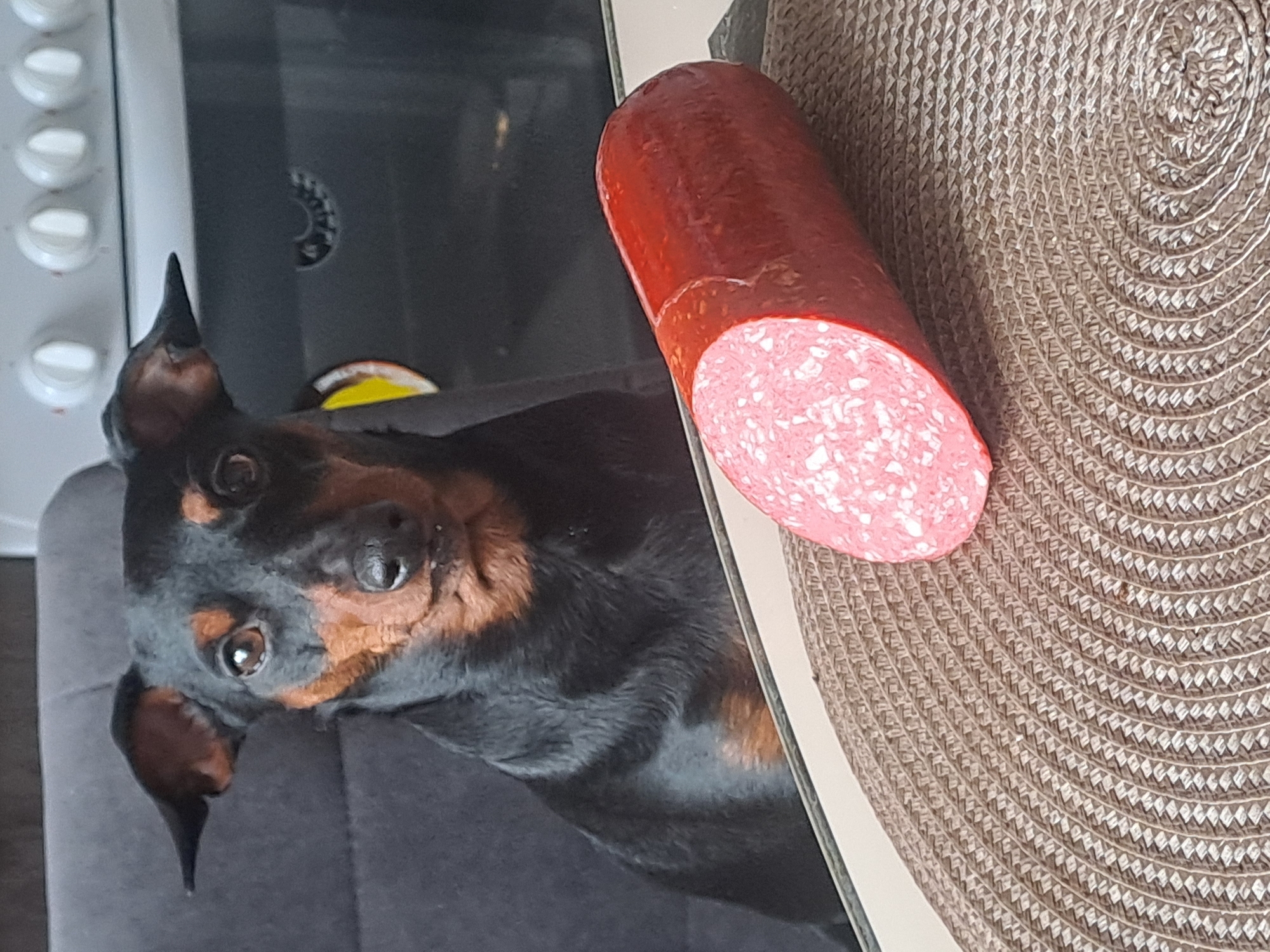 A close-up photograph shows a black and brown Miniature Pinscher dog gazing upward at a large, cylindrical bologna sausage. The sausage rests on a beige, round, woven placemat that sits on a white surface, likely a table. In the blurred background, part of a white oven is visible. The location, Elektrostal, Russia, is implied but not directly visible in the image.