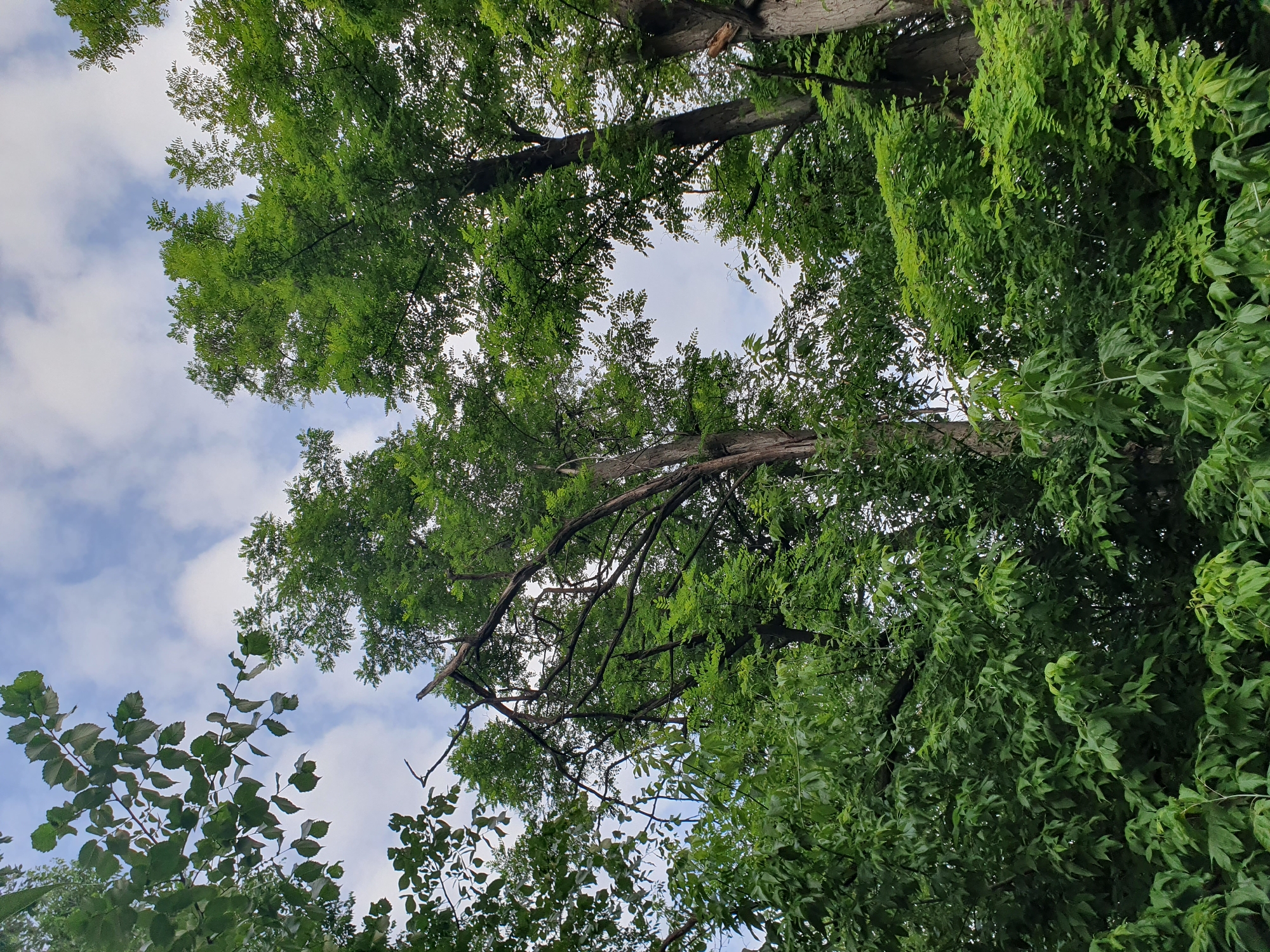 The image is a low-angle shot looking up at a dense canopy of green trees against a cloudy sky. The trees are lush and leafy, with sunlight filtering through in places. There are several large tree trunks visible, some with rough bark. One tree in the center appears to have a broken or dead branch reaching out. The overall impression is one of being surrounded by nature, possibly in a park or forest setting.