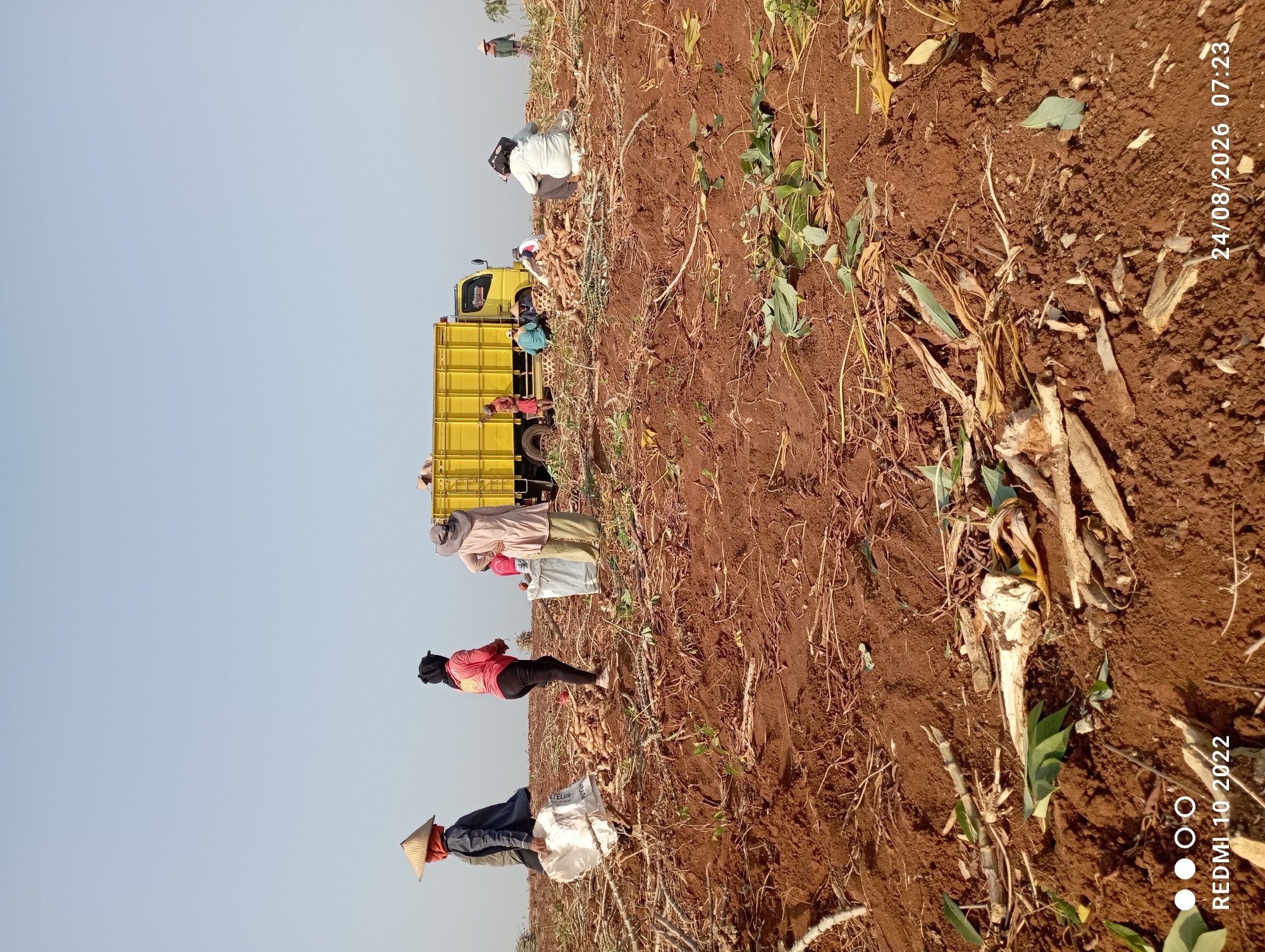 The image depicts a group of people harvesting what appears to be cassava in a field. The ground is reddish-brown soil, with dried stalks and leaves scattered across it. Several individuals are actively working, some carrying white sacks, while others are near a large yellow truck. One person, wearing a conical hat, carries a sack and walks away from the camera. Another person in a red shirt and black pants is also walking. A few people are gathered around the back of the truck, where a pile of harvested cassava is visible. A person in a light-colored shirt and patterned pants stands near the truck, and another in white sits in front of it. The sky is clear and pale blue. The overall scene suggests an agricultural setting in the rural area of Gandik, Indonesia.