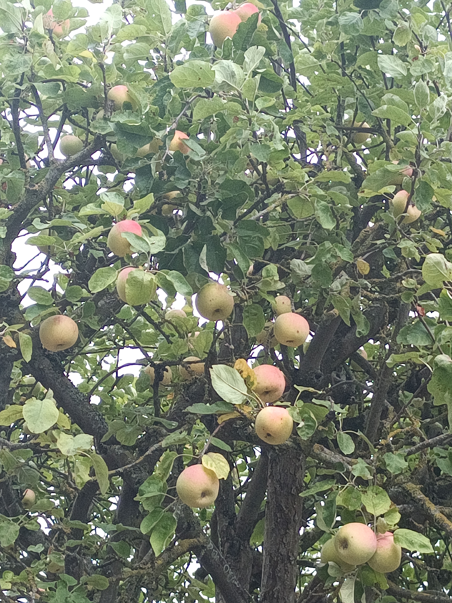 This image is a close-up, vertical shot of an apple tree laden with ripe apples. The apples are a mix of green and pinkish-red, with some showing signs of ripening. They are attached to branches covered with lush green leaves. The tree trunk and branches are gnarled and dark, suggesting age. The background is mostly blurred green foliage and hints of bright sky peeking through the canopy. This scene is likely located in Houlgate, France, a coastal town known for its apple orchards.