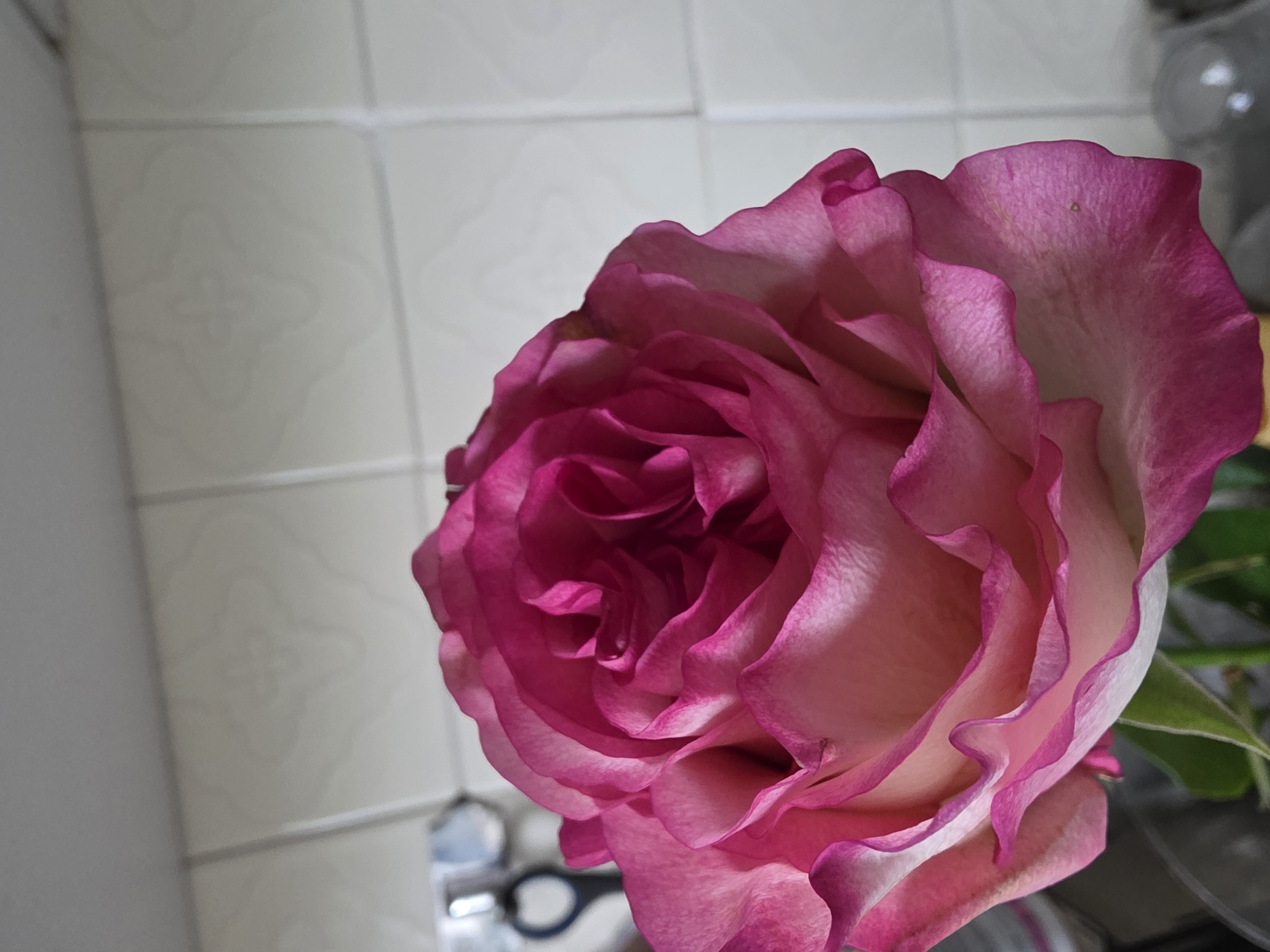 A close-up shot of a pink rose is presented against a background of white, tiled wall with a faint four-petal design. The rose's petals are a blend of vibrant pink and soft white, exhibiting delicate folds and textures. To the lower left, behind the rose, there is a glimpse of black scissors and a transparent glass object. The image appears to be taken indoors, possibly within a domestic setting, and the details are sharp enough to identify minor imperfections on the petals. There is no information available in the image to determine that the location is in the city of Chaikovsky, Russia.