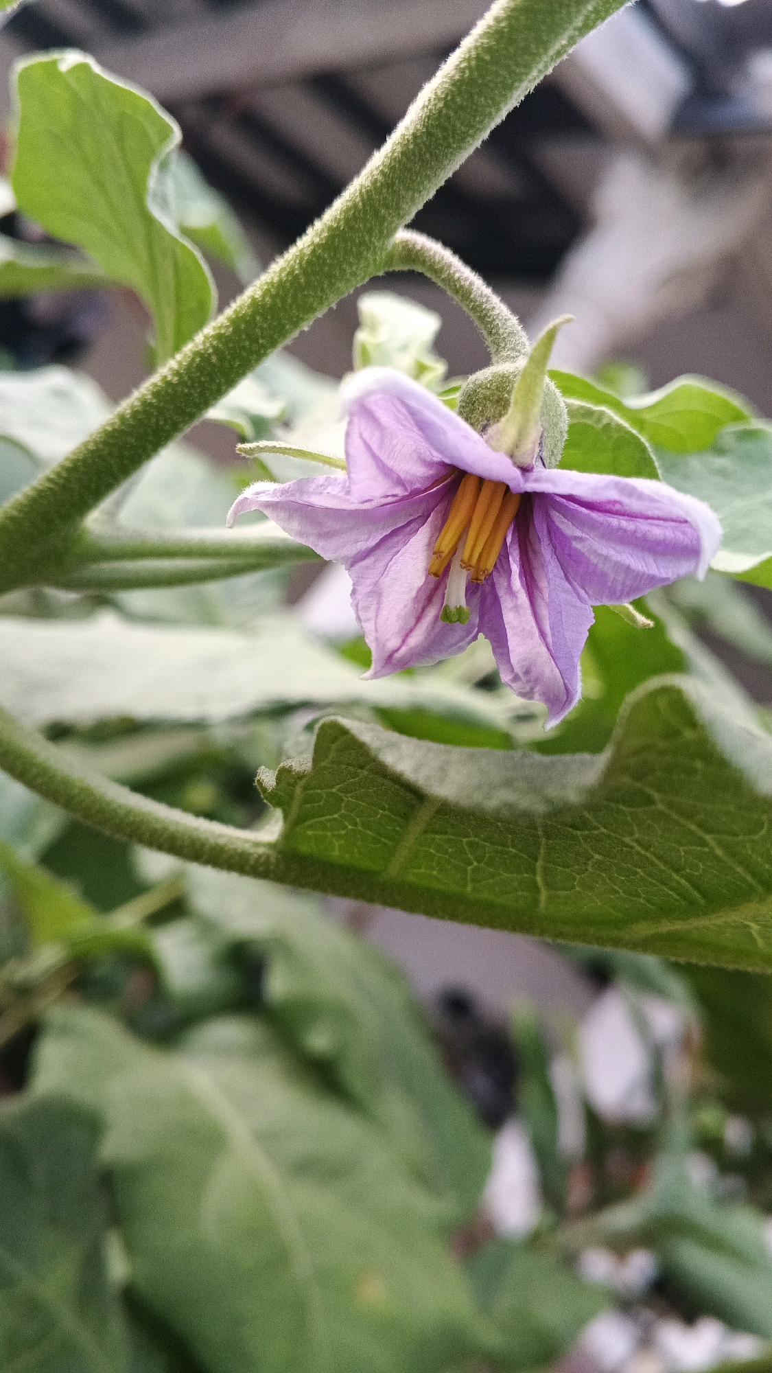 A close-up, eye-level shot captures a single, delicate purple flower of an eggplant plant, centered within the frame. The flower, with its star-shaped petals, displays prominent yellow stamens and a green pistil. It hangs from a thick, fuzzy green stem, which extends diagonally across the upper left of the image. Behind the bloom, large, textured green leaves of the same plant fill the foreground and background, some showing serrated edges. The background is softly blurred, suggesting an outdoor environment, possibly a garden or a balcony in Semarang, Indonesia. The lighting is natural, highlighting the vibrant colors and textures of the plant.