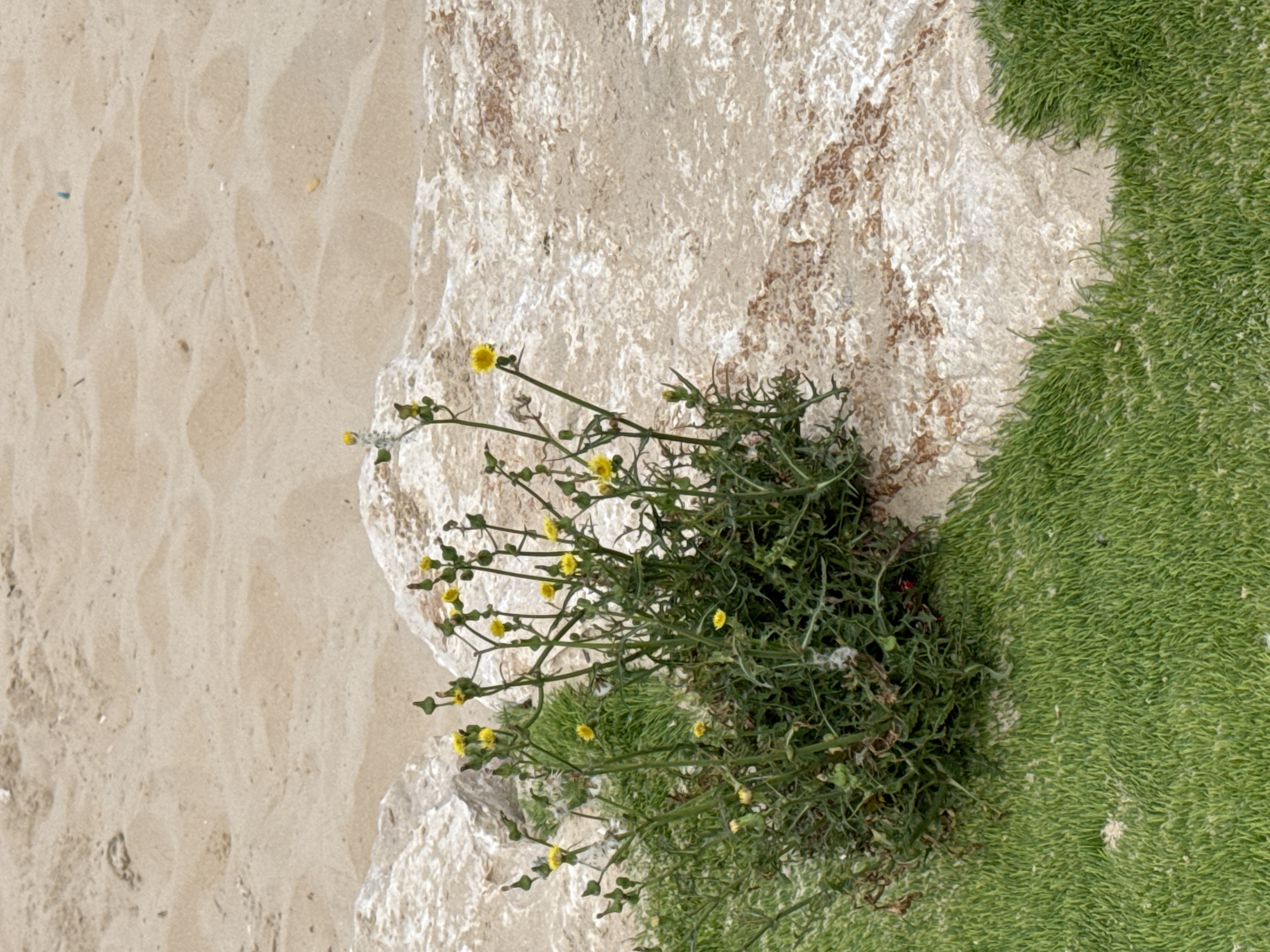 The image shows a patch of sand, a light-colored rocky outcrop with some brown stains, and a section of green grass. A weed-like plant with small yellow flowers grows out of the area where the rock and grass meet. Based on the context provided, the location is Herzliya, Israel.