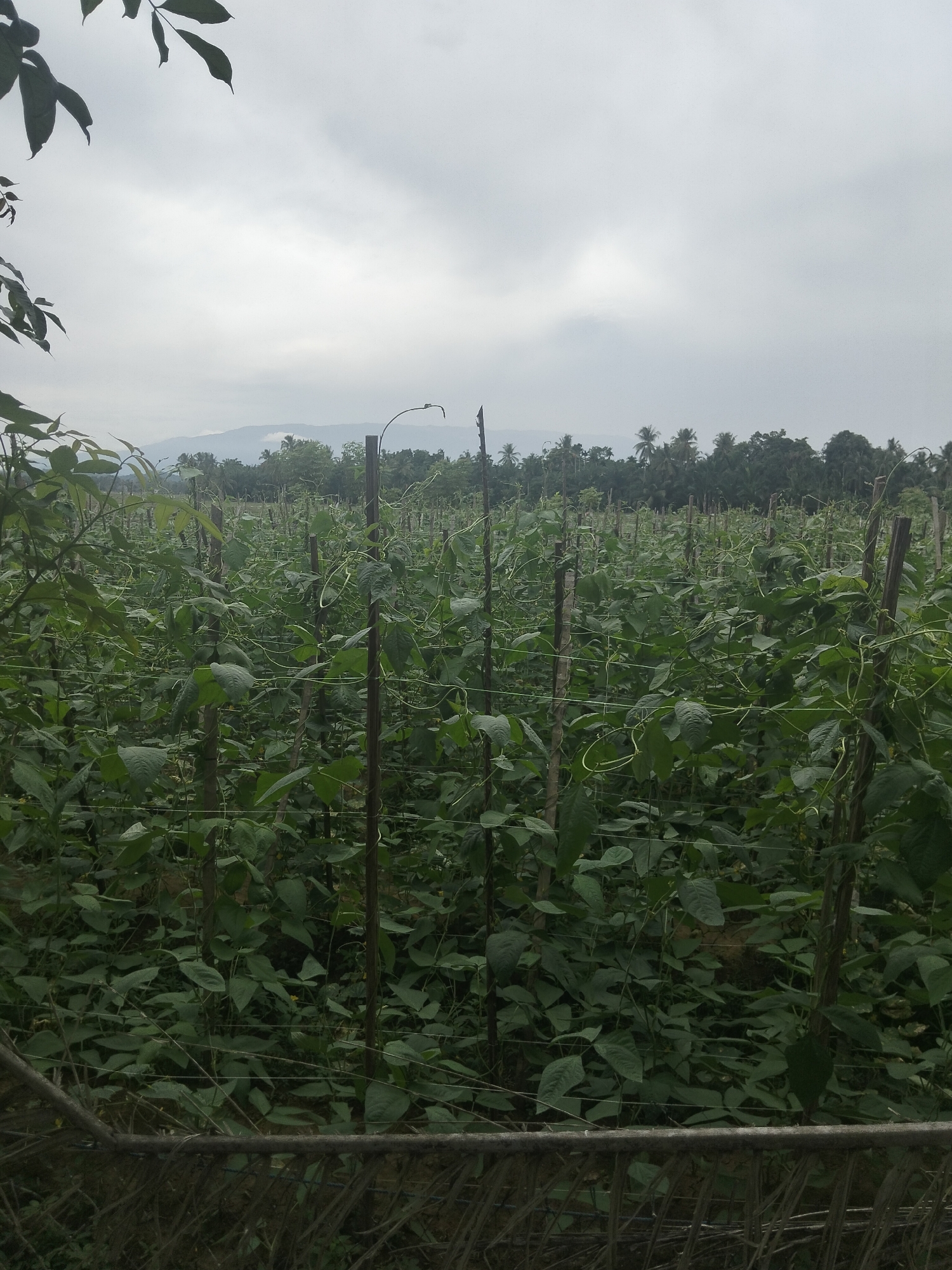 The image depicts a field of green bean plants being cultivated in Meunyepayong, Indonesia. The plants are supported by wooden stakes and a wire trellis system. The field stretches into the distance, with rows of bean plants creating a dense green canopy. In the background, a line of trees forms a border along the horizon, and beyond that, hazy mountains are visible under a cloudy sky. The foreground shows a rustic fence made of branches and wire, partially obscuring the view of the field. There are no people visible in the image. The overall scene suggests a rural agricultural setting.