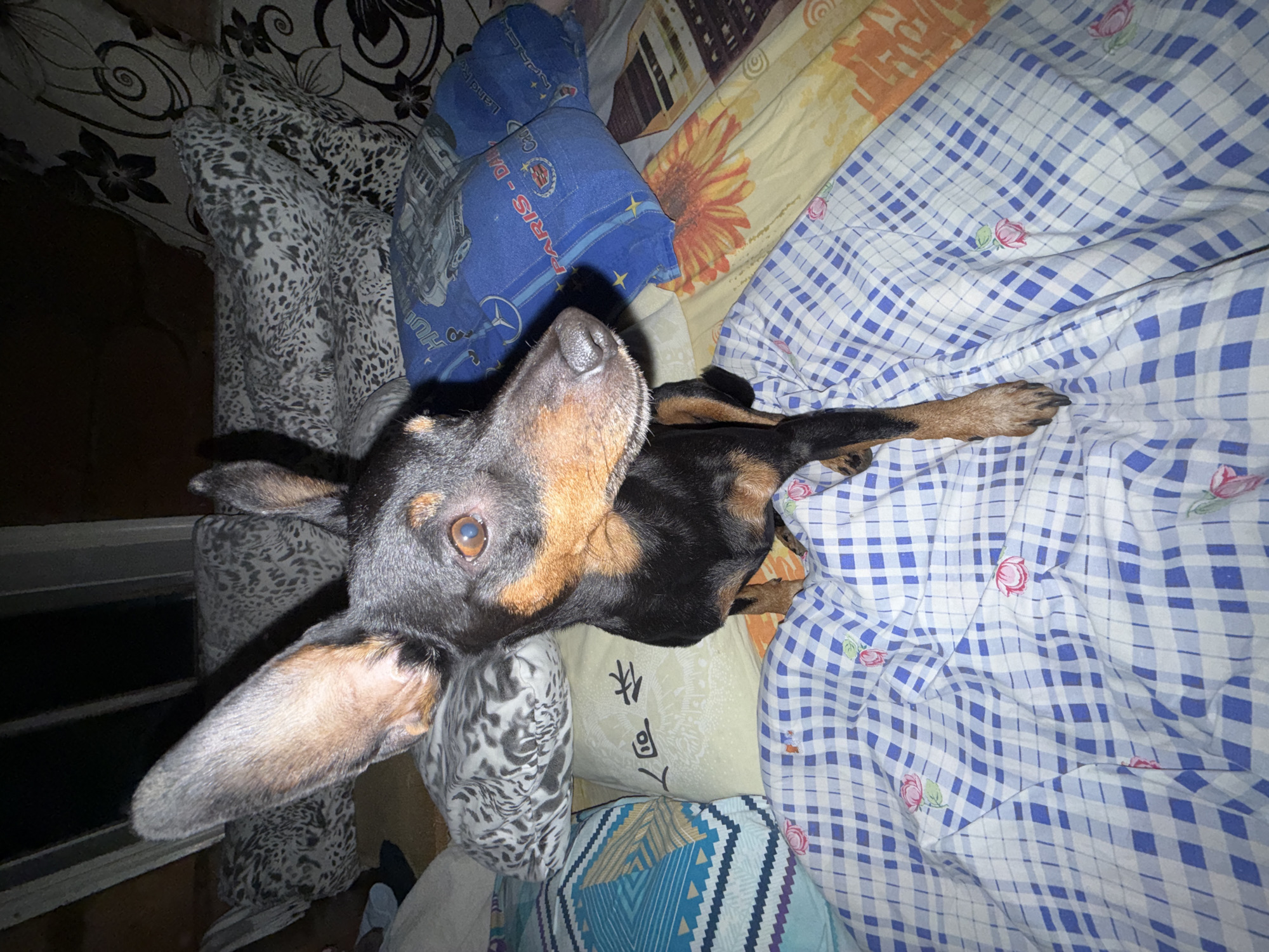 A black and tan dog with large, floppy ears and amber eyes is the central subject of the image, looking directly upwards towards the camera. The dog is positioned among a variety of pillows and blankets on what appears to be a bed or sofa.
The setting is an indoor space, likely a bedroom, characterized by an assortment of soft furnishings with diverse patterns. To the left, a dark-toned background features a floral design. Adjacent to the dog's left side is a pillow or blanket with a leopard-spot pattern.
Further back, a blue pillow is visible, decorated with illustrations of vintage cars, including a Mercedes-Benz logo and the partial text "Land Rover" and "PARIS - D...". Another pillow with a yellow background and a prominent orange sunflower design is to the right of the blue one. The dog's body extends onto a light blue and white checkered blanket adorned with small pink rose motifs. Below the dog's head, there's another pillow with what appears to be vertical Asian script, and a geometric patterned pillow is visible towards the bottom edge of the frame.
The lighting suggests an artificial light source from above, creating reflections in the dog's eyes and highlights on its fur, indicating the room might be dimly lit, possibly at night. The dog appears calm and attentive, with its gaze fixed upwards.