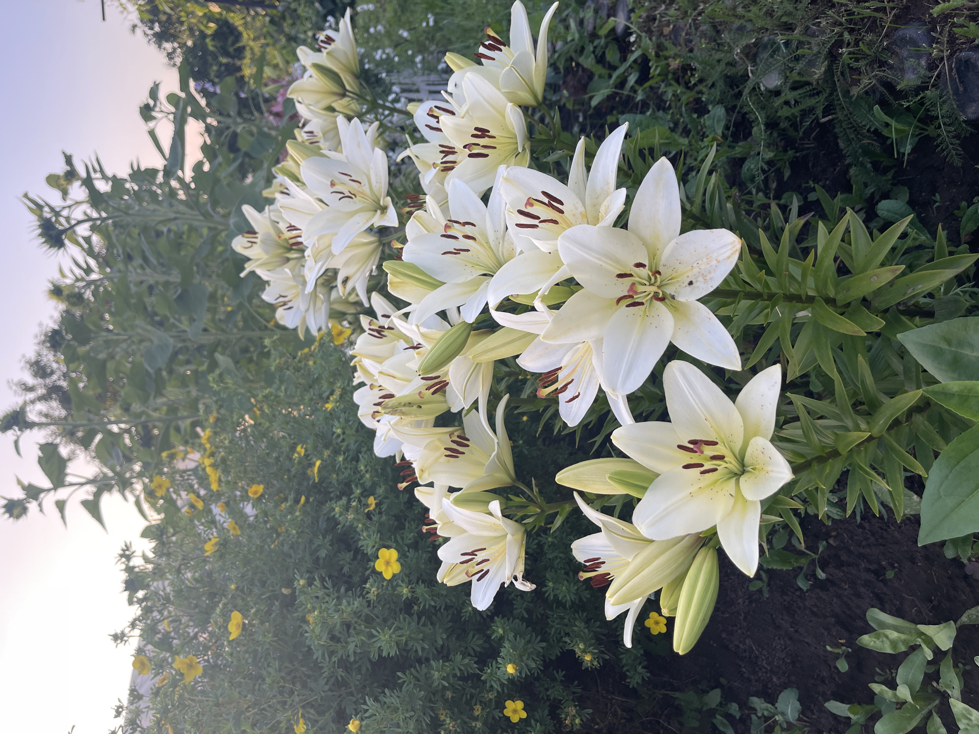 In Перевозное, Russia, this image captures a close-up view of a lush garden bursting with life. Dominating the foreground are a cluster of elegant white lilies, their petals unfurled to reveal rich burgundy stamens. Their stems are a vibrant green, reaching upwards towards the soft, diffused light of what appears to be either dawn or dusk.
Behind the lilies, a dense green bush serves as a backdrop, dotted with small, cheerful yellow flowers. Further in the background, taller plants, possibly sunflowers, are silhouetted against a pale, hazy sky. The ground beneath is a mixture of dark soil and some sparse greenery, suggesting a natural, untamed corner of the garden. The overall impression is one of serene, natural beauty, showcasing the vibrant flora of this Russian locale.