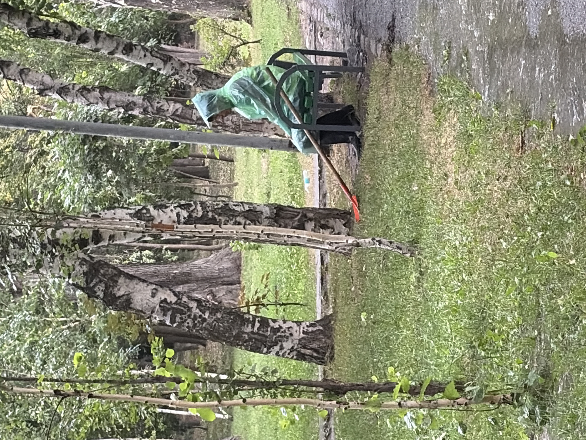 The media file depicts a person wearing a bright green hooded raincoat, bent over and engaged in an activity. The person is seated on a dark-colored park bench. They are holding a tool with a red attachment, possibly a rake or shovel, and appear to be raking or clearing something from the ground. The setting is outdoors, with a focus on a natural environment. Several birch trees with their characteristic white and black bark are visible, suggesting a park or wooded area. The ground is covered in green grass, which appears somewhat damp, hinting at recent or ongoing precipitation. The lighting suggests it could be daytime, possibly overcast due to the muted tones and the presence of rainwear. The overall scene conveys a sense of solitary work or maintenance being carried out in a tranquil, natural setting. No text is visible in the image.