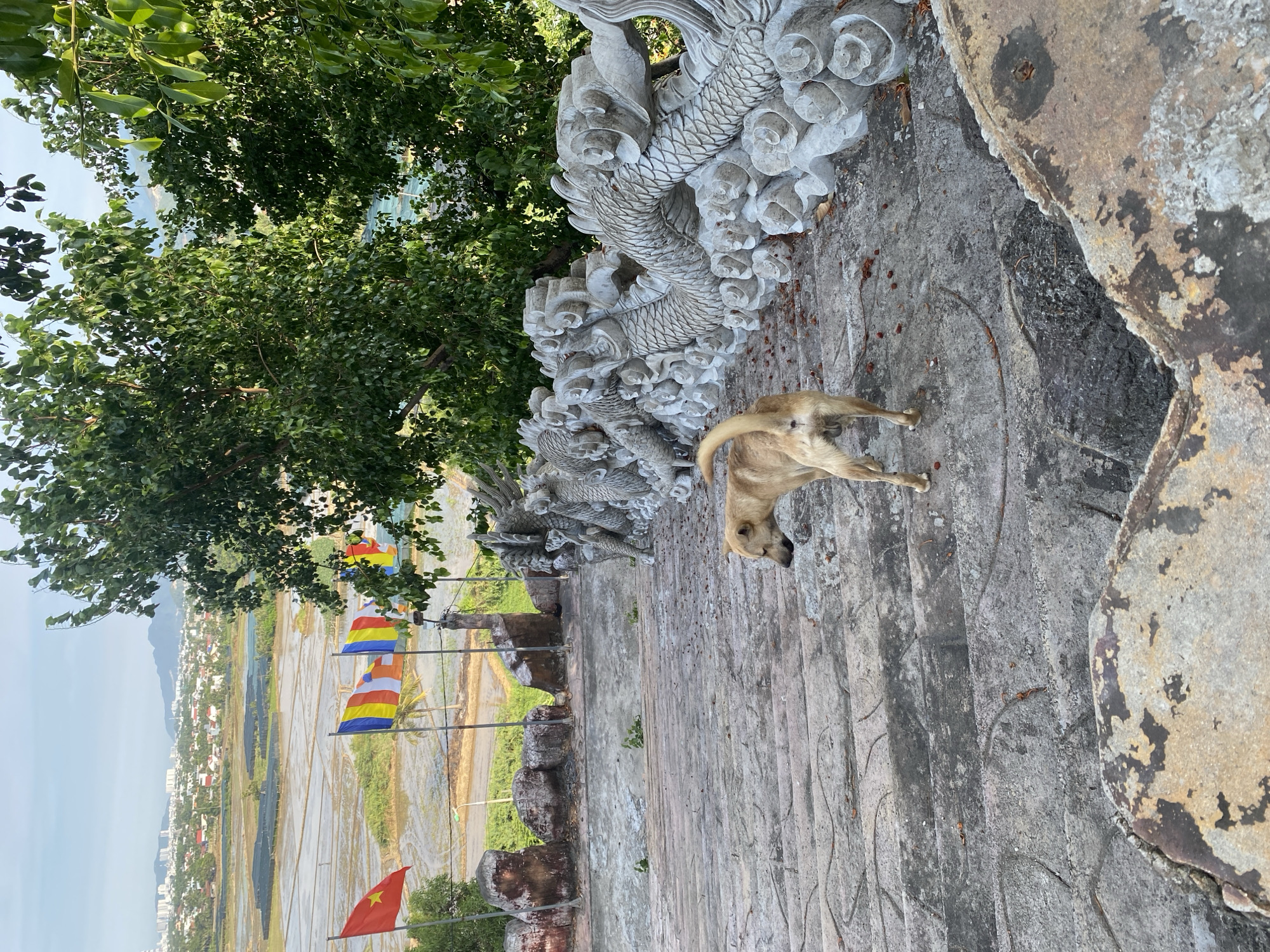 A tan dog stands on a weathered stone staircase, facing away from the camera and looking downwards. The staircase is adorned with carved dragon sculptures on the right side. In the background, a city landscape is visible with buildings and a body of water, possibly rice paddies. Several flags, including the Vietnamese flag and Buddhist flags, are planted to the left of the stairs, overlooking the cityscape. Lush green trees frame the scene from above. The overall environment appears to be an outdoor, elevated location with a view of the city and natural surroundings.