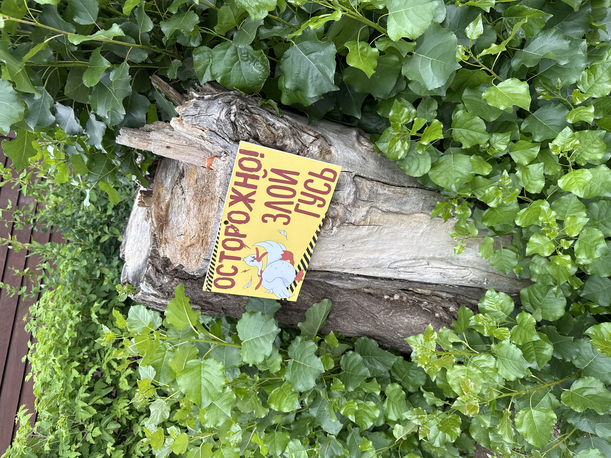 A yellow sign with Russian text and a drawing of a goose is resting on a weathered log. The sign reads "ОСТОРОЖНО! ЗЛОЙ ГУСЬ," which translates to "CAUTION! ANGRY GOOSE." The goose in the drawing is depicted in a light blue color with white accents, appearing to be in a defensive or aggressive stance with its wings spread and beak open. The sign has a black and yellow striped border along the bottom edge.
The log itself is rough and textured, with visible grain and signs of age, possibly a fallen tree branch or stump. It is surrounded by lush, green foliage, with large, broad leaves characteristic of a plant like poplar or ivy. The greenery is dense and vibrant, suggesting an outdoor setting in a place with ample vegetation. Some parts of the foliage are in sharper focus than others, implying the photo was taken from a slightly elevated angle looking down.
The lighting suggests it could be daytime, with natural light illuminating the scene, although the exact time of day and weather conditions are not discernible. The overall impression is one of a natural, somewhat wild environment where a humorous warning has been placed. The presence of the sign and the rustic setting hint at a possibly rural or garden environment.