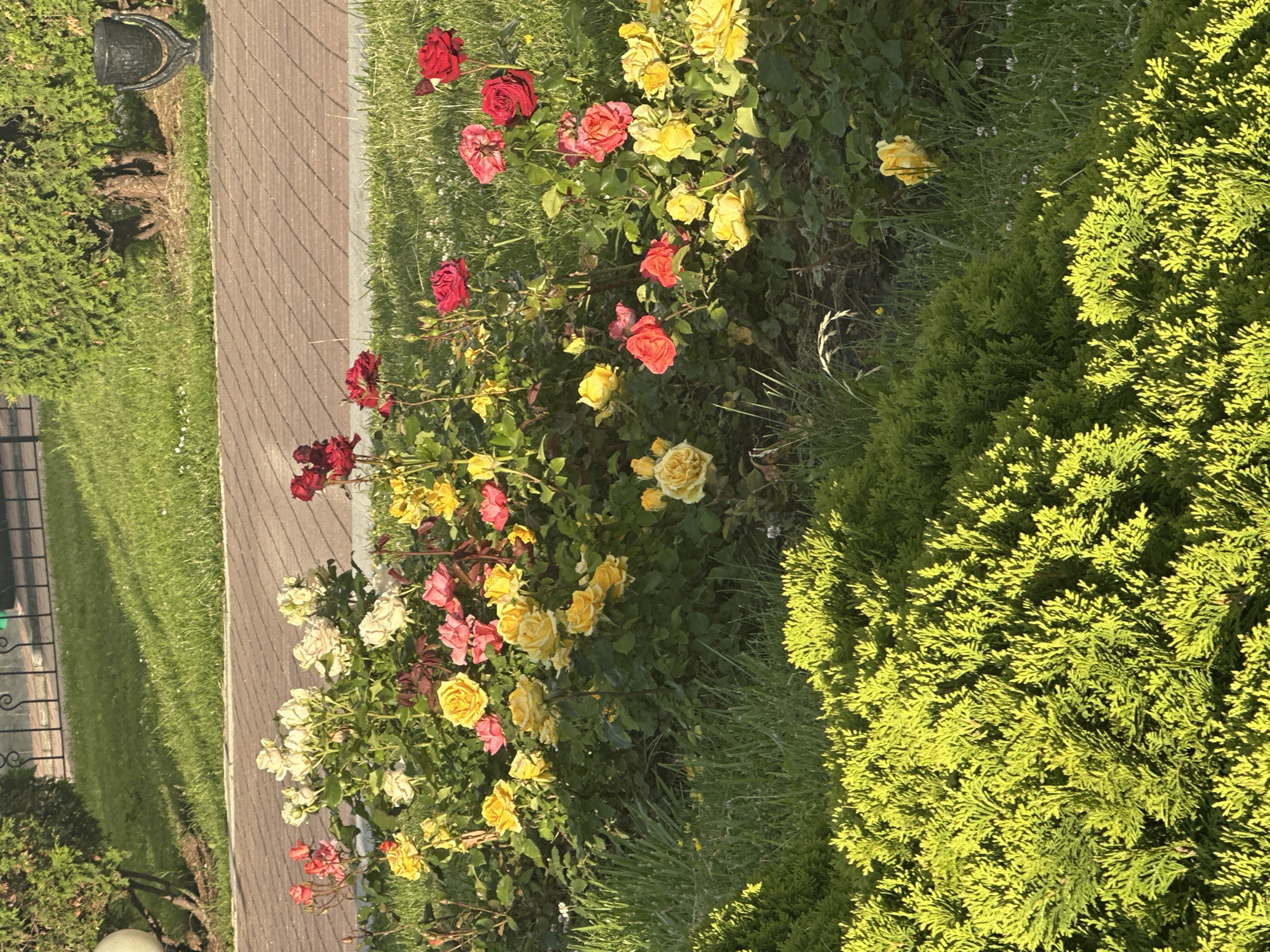 The image shows a garden bed filled with roses of various colors, including red, yellow, pink, and white. The roses are in bloom and some are partially faded. The garden bed is surrounded by green grass and a pathway made of red brick. In the background, there is a hedge and a black trash can. The scene appears to be outdoors in a park or public garden. The specific location in the city of Minsk, Belarus is not discernible from the image alone. There are no people visible in the image. The lighting suggests it is daytime, possibly late afternoon due to the warm tones.