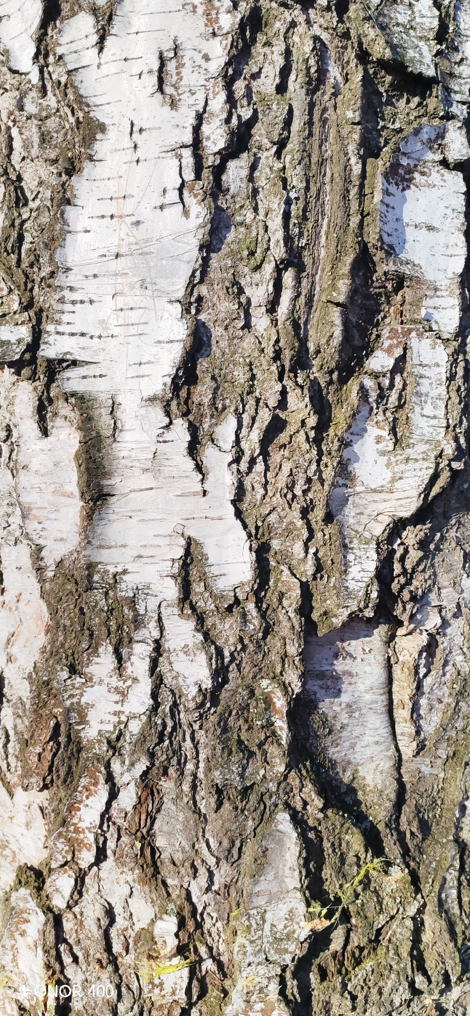 A close-up, vertical shot captures the textured bark of a birch tree. The bark exhibits a white to light gray color with horizontal striations. Patches of dark brown and green moss or lichen adhere to the bark, particularly within the crevices and along the edges of the peeling sections. The bark appears rough and uneven, with varying degrees of flaking and fragmentation. The bottom-left corner of the image shows the "HONOR 400" watermark. The location, Noviy, Russia, is not visually discernible from the image alone. The image primarily consists of the bark's visual attributes.