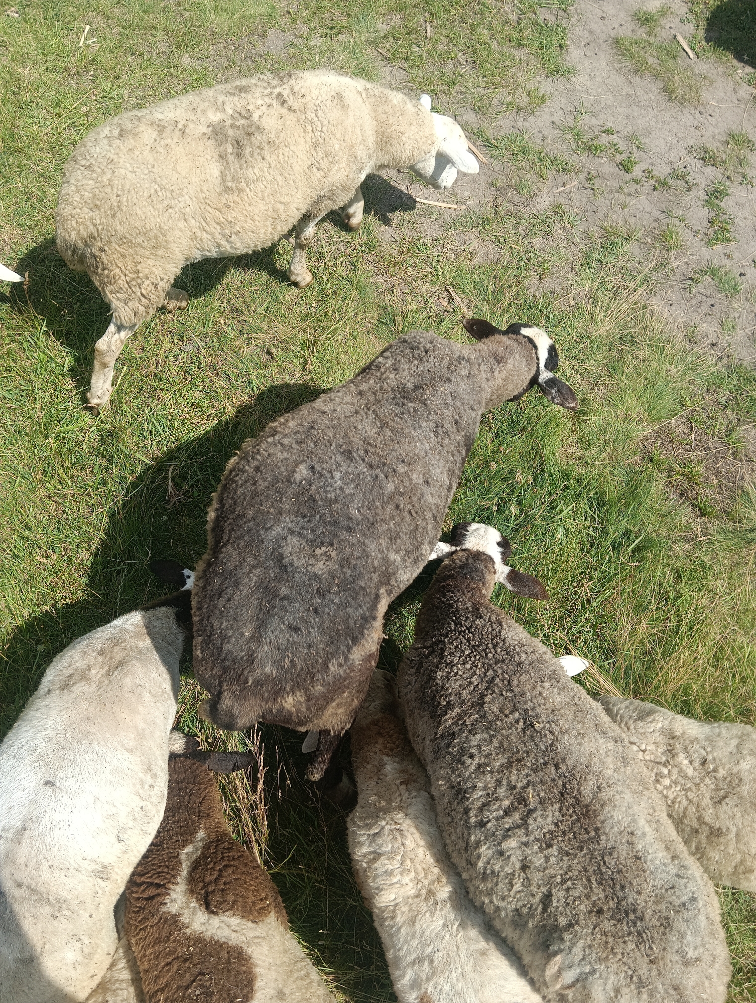 A flock of at least six sheep are gathered on a grassy area with patches of dirt. One sheep, light-colored and covered in wool, is facing away from the camera, with its head down. Another sheep, darker gray with black and white markings on its head, is also facing away from the camera. Several other sheep are partially visible, their woolly bodies close together. The scene is outdoors, under a bright sky, with shadows cast on the ground, suggesting it is daytime.