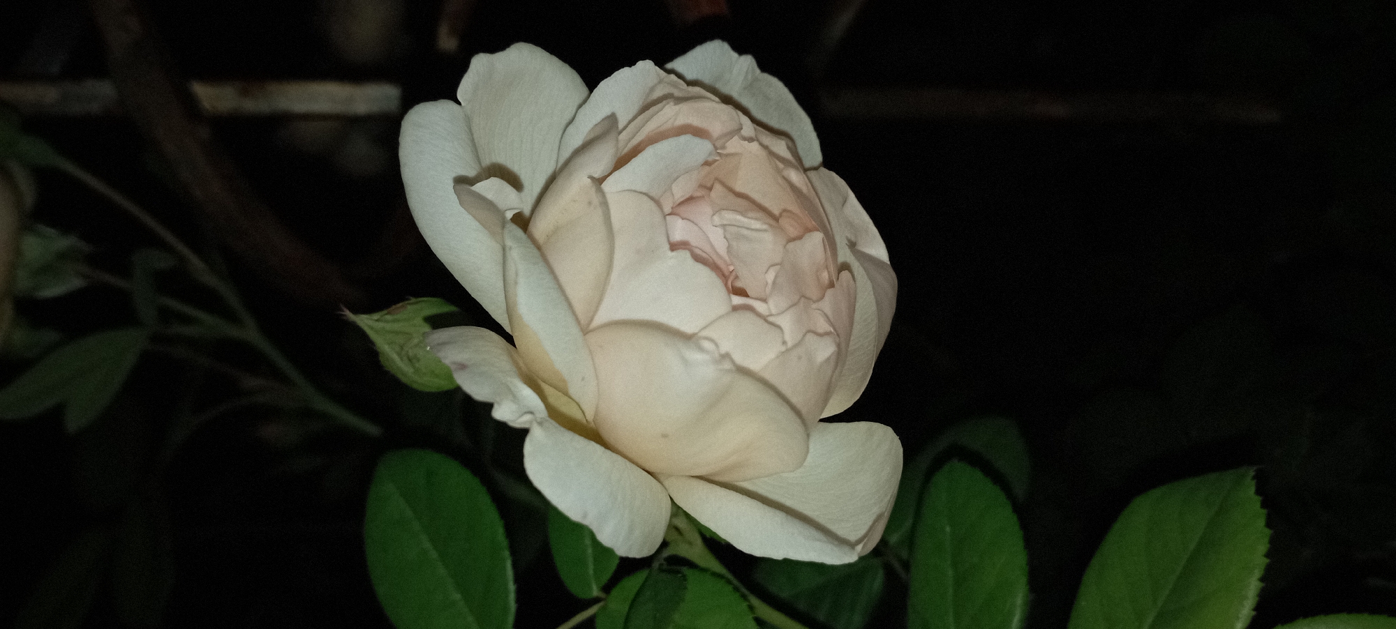 This is a close-up, vertical shot of a single, pale peach rose in bloom against a dark, out-of-focus background. The rose is the primary subject, with its tightly packed petals forming a dense center that gradually opens outwards. Some of the outer petals are unfurling, revealing their soft, velvety texture. A small, green bud is visible near the top of the rose, to the left. To the left and slightly behind the rose, several dark green leaves are visible, some with serrated edges. The lighting appears to be artificial, possibly from a flash, creating soft shadows and highlighting the delicate curves of the petals. The background is predominantly black, with hints of dark brown and green suggesting foliage or wooden structures. There are no people or animals present in the image. The scene appears to be an outdoor garden setting at night. No specific location in Radisne, Ukraine, can be determined from the image alone.