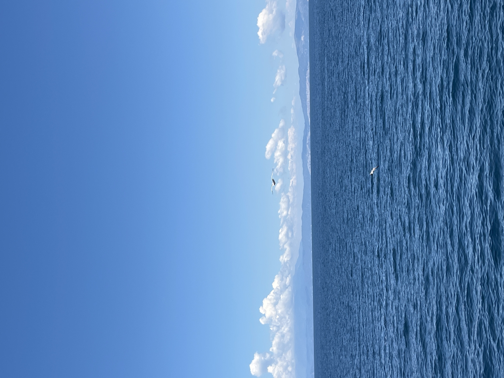 The image depicts a vast expanse of the Aegean Sea under a clear blue sky, with a distant coastline visible on the horizon. The water is a deep blue, with gentle ripples indicating a calm sea. Two seagulls are in flight; one is positioned higher and to the left of center, while the other is lower and to the right of center. Fluffy white clouds dot the sky above the coastline. The coastline itself is characterized by rolling hills and mountains, with a hint of green vegetation and possibly scattered settlements. The scene evokes a sense of tranquility and natural beauty, typical of coastal landscapes in Greece, and could be representative of a view from the sea towards the coast of Thassos, Greece. There are no people or man-made structures immediately visible in the foreground.