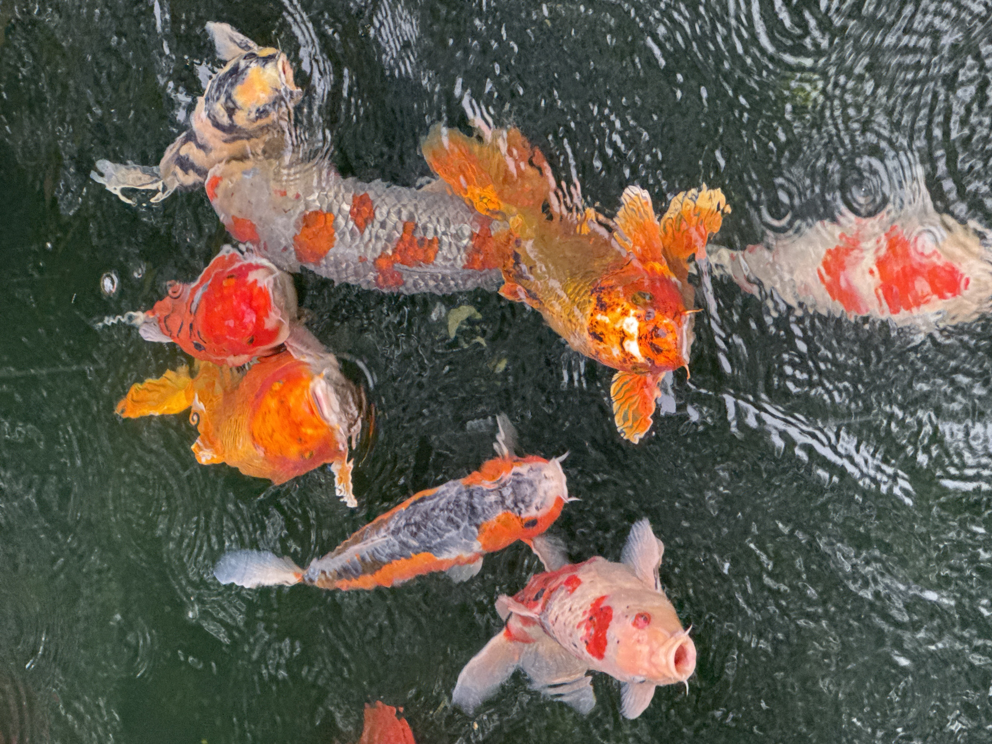 This is a high-angle, close-up shot of several koi fish swimming in dark, rippled water. The fish exhibit vibrant orange, white, and black markings. The water's surface is textured with waves and reflections. The scene is likely from a pond or garden in Xuân Thành, Vietnam, a location known for its natural beauty and tranquil settings, often featuring koi ponds.