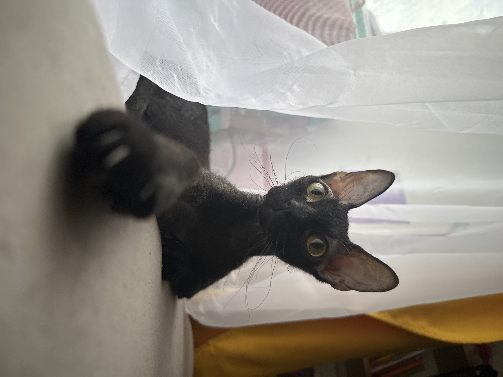 A sleek black cat with large, pointed ears and striking greenish-yellow eyes peeks curiously from behind a translucent white sheer curtain. The cat's face is angled towards the camera, and its eyes are wide and alert, suggesting a moment of playful curiosity or observation. One of its black paws with visible claws is extended towards the left side of the frame, possibly reaching out or balancing itself.
The setting appears to be indoors, likely a home in Chaikovsky, Russia, during daytime, given the natural light filtering through the curtain. A light-colored surface, possibly a window sill or furniture, is visible beneath the cat, while a strip of yellow or orange fabric is seen in the lower background. The background details beyond the curtain are indistinct but hint at a room. The cat's long whiskers are clearly visible, fanning out from its face. There is no visible text in the image.