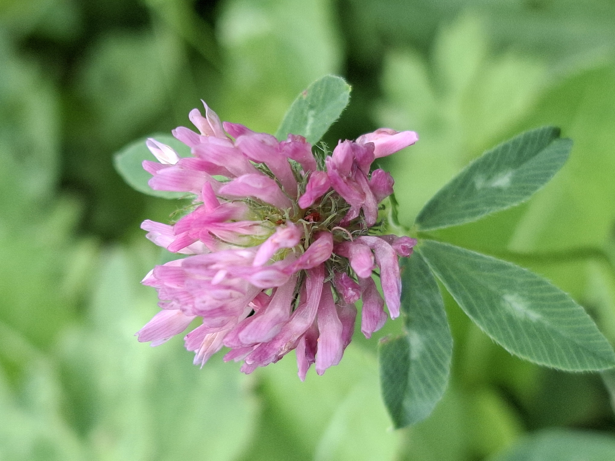 A close-up, eye-level shot captures a pink clover flower head blooming amidst green foliage. The flower is in focus, revealing intricate pink petals, some of which are unfurled while others are still tightly budded. The leaves of the clover are visible below the flower head, with distinctive light green markings. The background is a blur of soft green, suggesting a natural outdoor setting. The lighting appears even and natural. The image does not depict any people or urban elements.