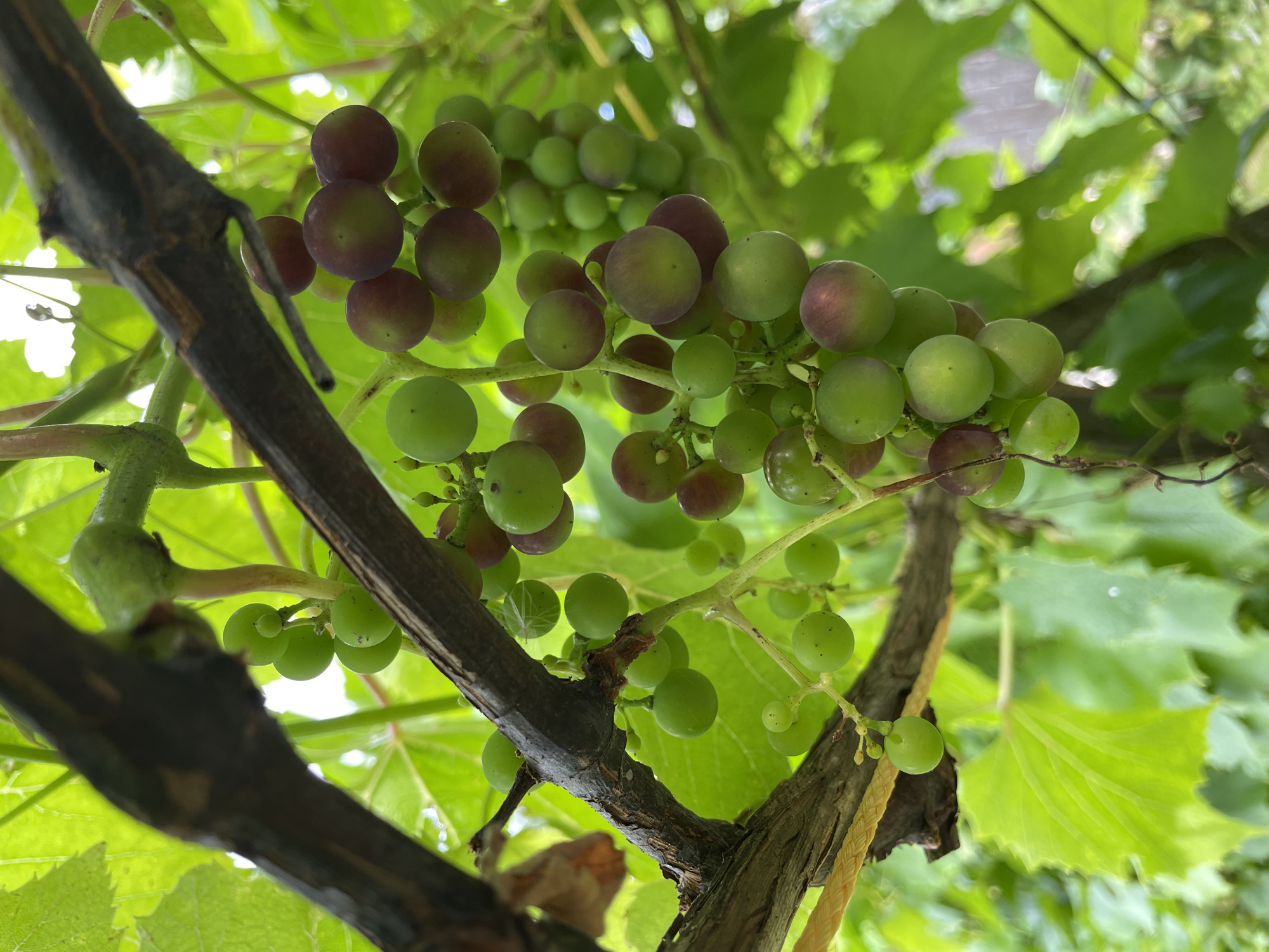 In Puhja, Estonia, a close-up shot captures a cluster of unripe grapes hanging from a vine. The grapes are a mix of green and reddish-purple hues, indicating they are in various stages of ripening. A thick, dark brown vine runs diagonally across the frame, partially obscuring some of the grapes. Lush green leaves form a vibrant backdrop, creating a natural and outdoor setting. The lighting suggests it is daytime, with sunlight filtering through the foliage.