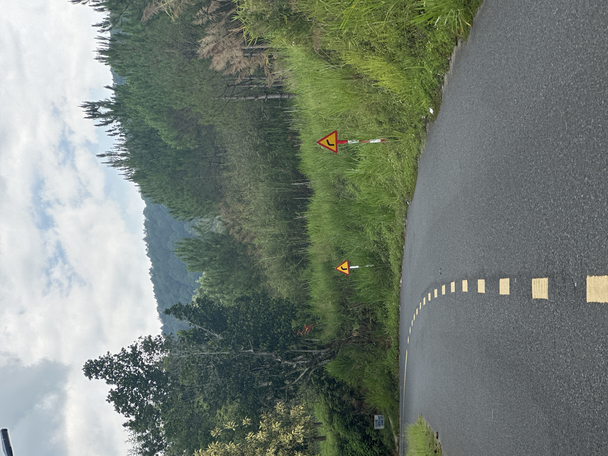 The image shows a section of winding road in Da Lat, Vietnam. The road is asphalt and has a dashed yellow line marking the center. The roadside is overgrown with grass and vegetation, partially obscuring two triangular road signs indicating a curve in the road. Dense trees and vegetation cover the hillside to the left of the road, with a cloudy sky above.
