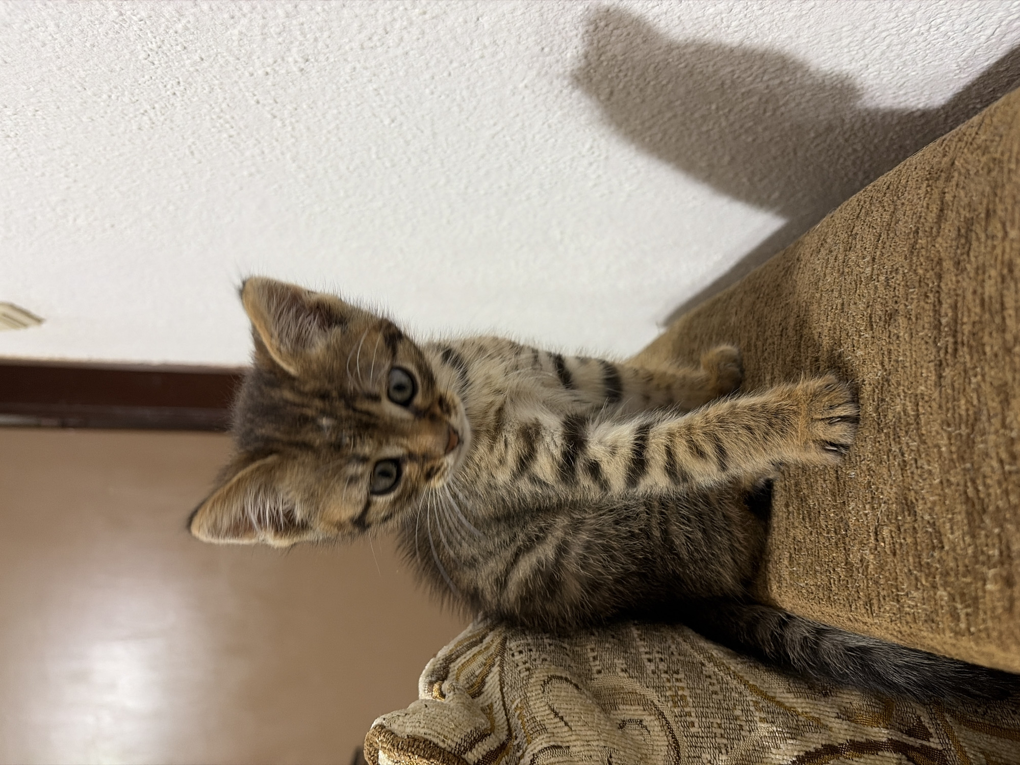 A small tabby kitten, predominantly brown, black, and tan with distinct stripes, is seated upright on a brown, textured upholstered surface, likely the armrest or back of a sofa, in the city of Unknown, Unknown. The kitten's head is slightly lowered, and its large, round, light green-grey eyes are directed downwards and slightly to its left. Prominent white whiskers extend from its muzzle. Its front right paw is slightly extended forward on the upholstery, while its left side rests against an ornate cushion with a beige and gold patterned fabric. Behind and to the right of the kitten, a stark white, heavily textured wall is visible, on which a distinct, elongated shadow of the kitten's head and upper body is cast. The background to the left of the kitten features a smoother, darker brown wall or door. The lighting appears to be internal, casting the visible shadow.