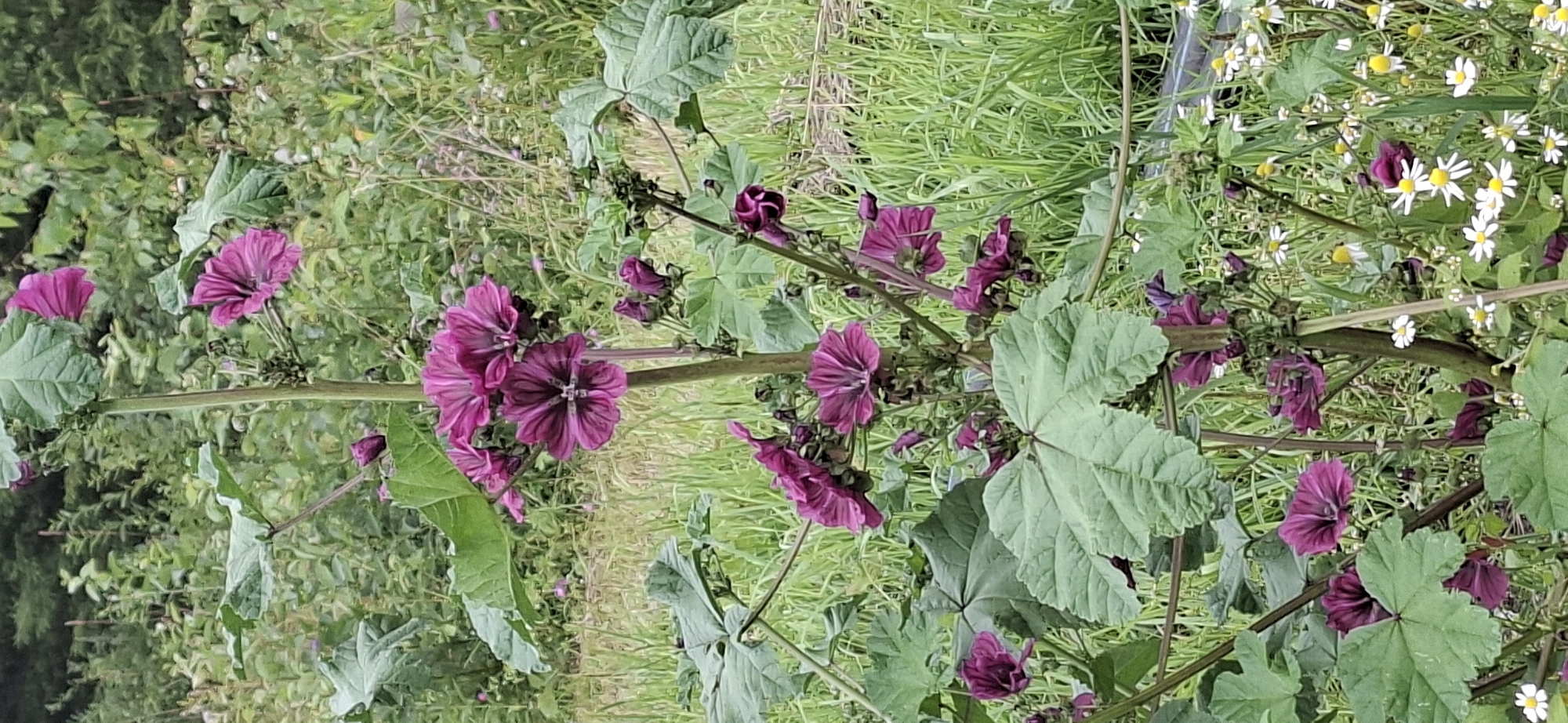 A tall, multi-branched plant with large green leaves and numerous dark pink, five-petaled flowers is the central subject of this outdoor photograph. The plant is set against a background of lush green grass and other indistinct foliage. The flowers are arranged in clusters along the stem, with some in full bloom and others appearing as buds. The leaves are broad and slightly lobed, with prominent veins. In the lower right portion of the image, a cluster of small white flowers with yellow centers is visible, adding a contrasting element to the scene. The lighting suggests it is daytime, with soft, diffused light. The image appears to be taken at ground level, looking up at the plant. The location is identified as Vihi, Estonia.