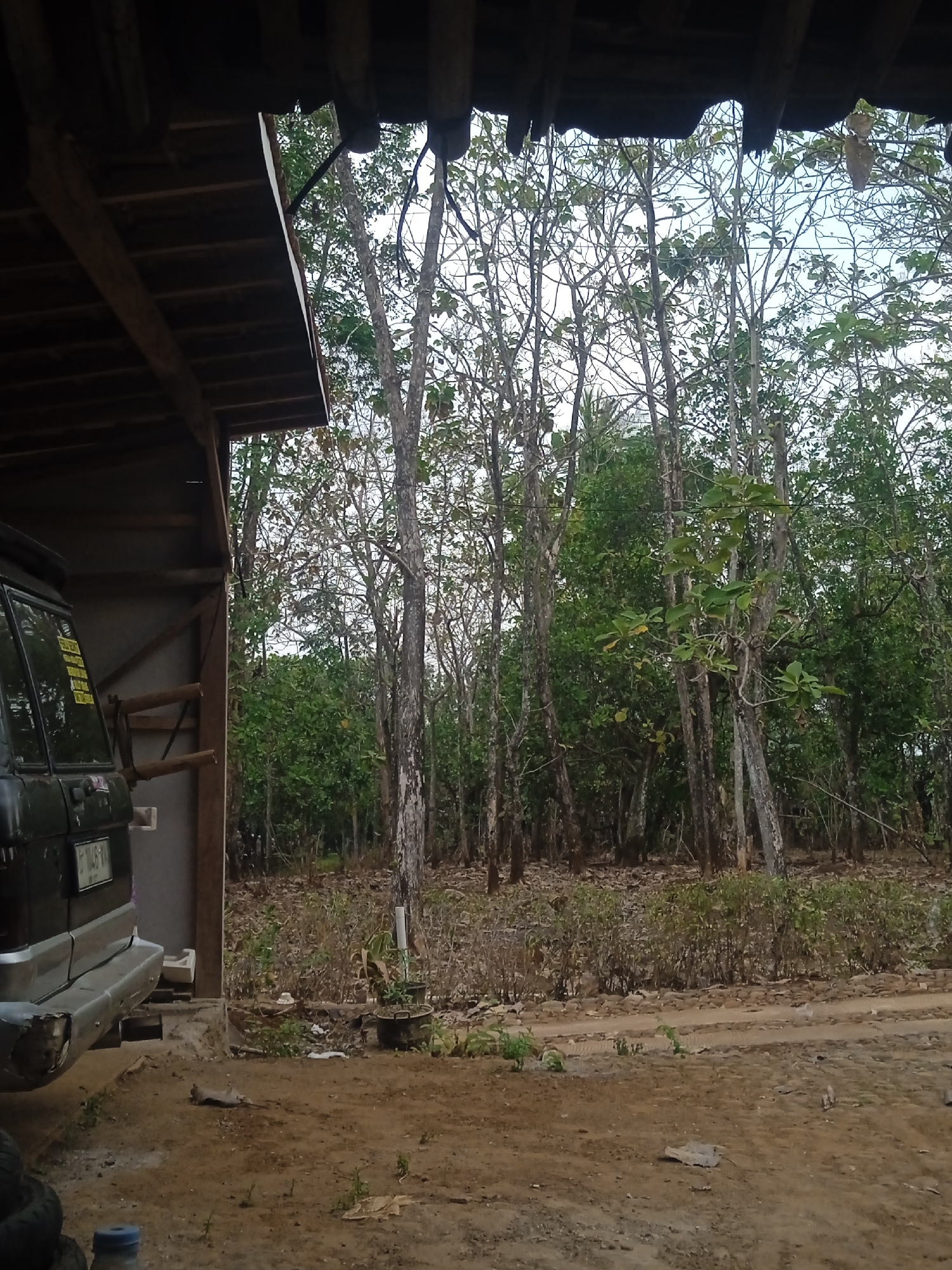 The image depicts a scene from Jatisrono, Indonesia, likely a rural or semi-rural setting. In the foreground, a dark-colored SUV is partially visible, parked within a simple, open-sided structure with a wooden roof. The structure appears to be made of rough-hewn timber and provides shade for the vehicle. The ground is a mix of dirt and gravel, with some scattered debris, including what appears to be a dead animal lying on the ground in front of the SUV.
Beyond the structure, a dense forest of trees dominates the landscape. The trees are predominantly thin and tall, with many bare branches, suggesting a dry season or the type of vegetation common in the region. Some of the trees have green foliage, indicating a mix of deciduous and evergreen species. The forest floor is covered with dry leaves and brush. In the mid-ground, there is a line of lower-lying bushes or shrubs. The sky is overcast or hazy, providing soft, diffused lighting.
The overall impression is one of a utilitarian, possibly working area adjacent to a natural wooded environment. The scene is devoid of any visible human activity, emphasizing the stillness of the moment captured. The detail of the dead animal on the ground adds a somber and naturalistic element to the otherwise mundane setting.