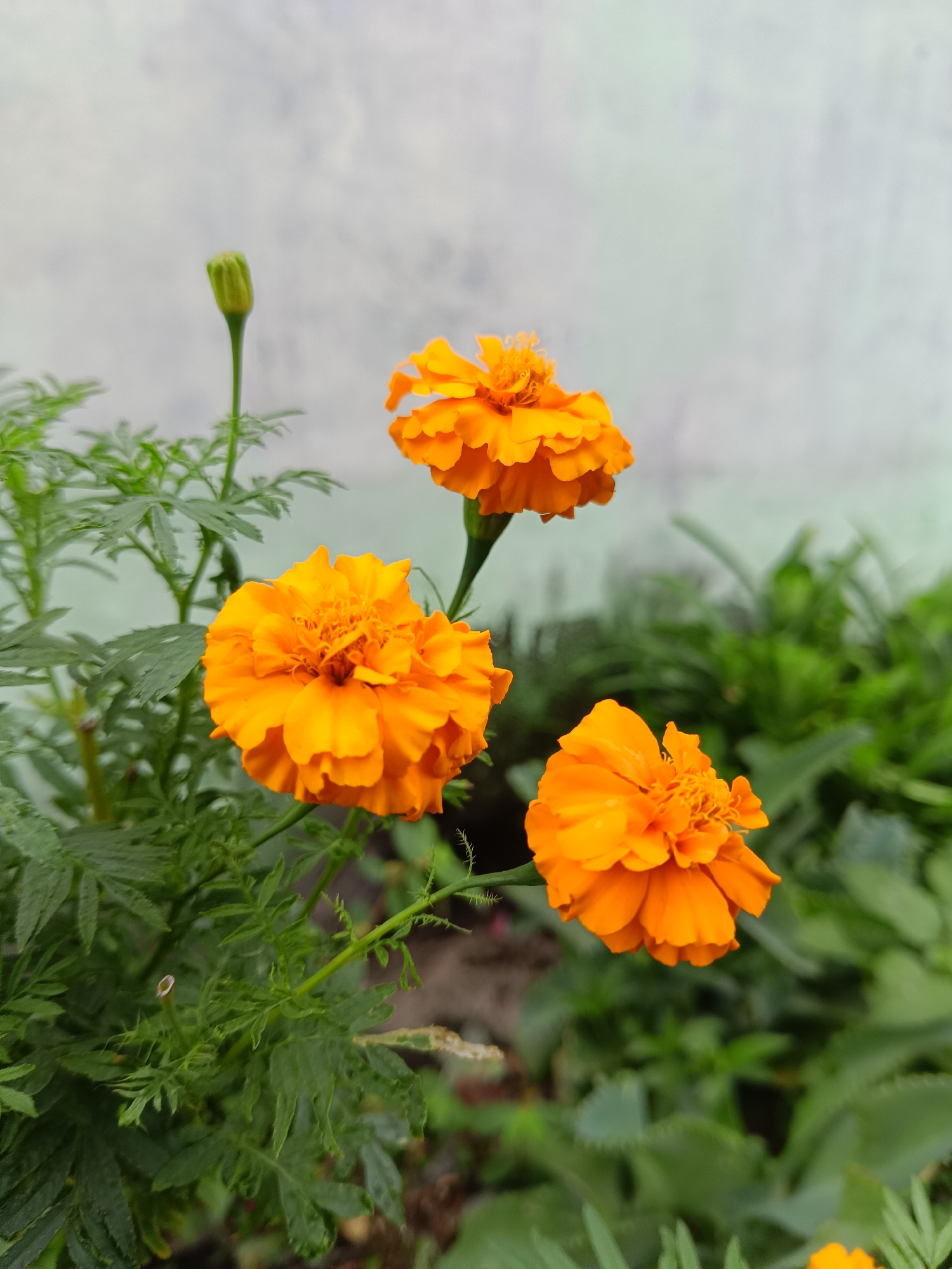 The image shows three orange marigold flowers in bloom, along with a bud, against a blurred background of green foliage and a light-colored wall. The flowers are the main subjects, with the largest one prominently positioned on the left. The scene suggests an outdoor garden setting. The absence of people or specific landmarks precludes identification of the exact location in Lhokseumawe, Indonesia.