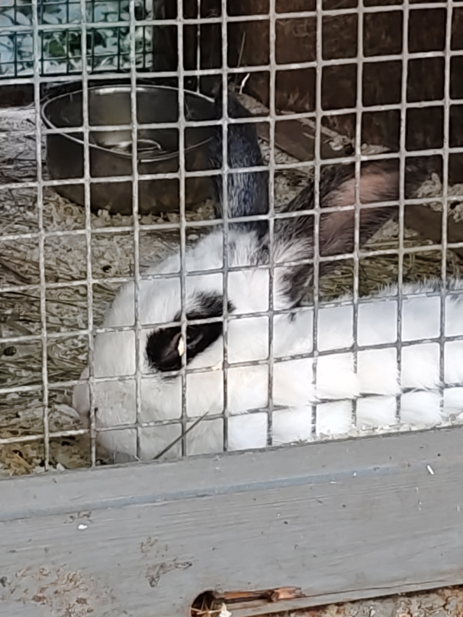 A black and white rabbit is lying in a cage, partially obscured by wire mesh. The rabbit's head is turned to the left, with its left eye visible and dark markings around it. Its body is mostly white, with some dark fur on its back. The cage appears to be made of metal wire and contains straw or bedding material. A metal food or water dish is visible in the upper left corner of the cage. The background is blurred and out of focus. No specific location in Rostov-on-Don, Russia, is evident from the image.
