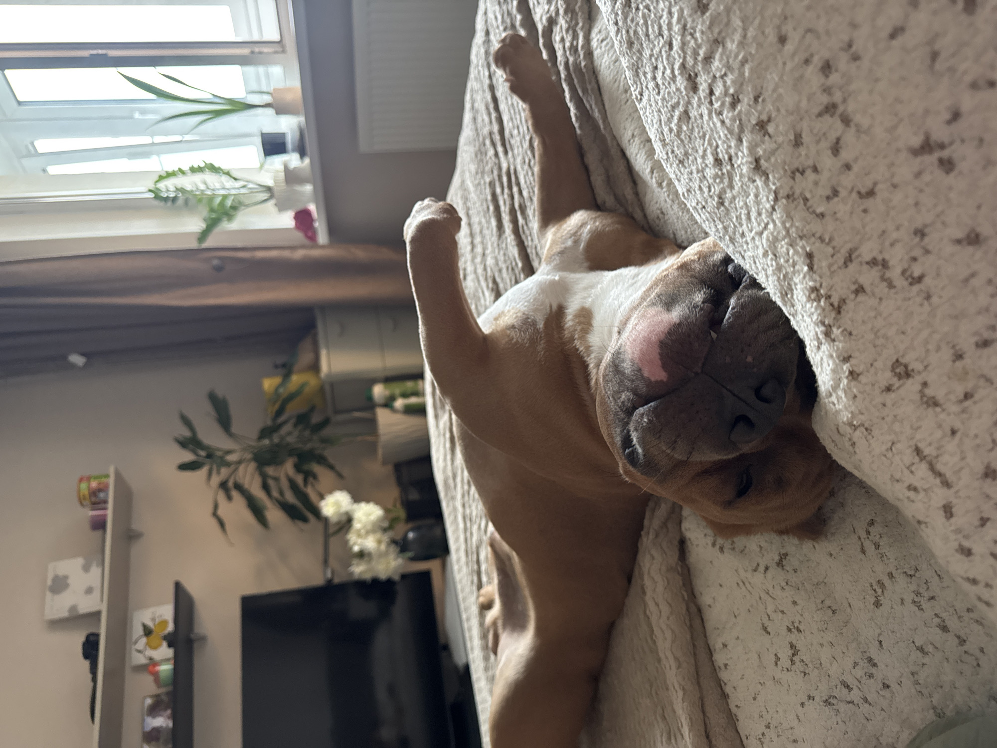 A brown and white dog is lying on its back on a bed with its legs in the air. The dog's head is resting on a pillow. The bed is covered with a beige comforter. In the background, there is a window with plants on the windowsill, a television, and shelves with decorative items. The scene appears to be in a bedroom. The location is not specified as Nizhny Novgorod, Russia.