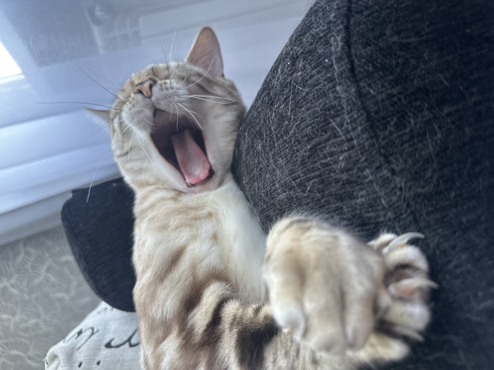 A close-up, low-angle shot shows a ginger and white tabby cat mid-yawn, its mouth wide open with its pink tongue visible. The cat is lying on a dark gray textured surface, possibly a sofa or blanket, with its body mostly out of focus. The cat's front paw, with extended claws, is visible in the foreground. The background is blurred, showing hints of a white patterned object to the left and a sheer white curtain or window to the right, suggesting an indoor setting. The lighting appears to be natural, coming from the right side of the frame. There is no identifiable information regarding the city of Gornyi Erik, Russia, in this image.