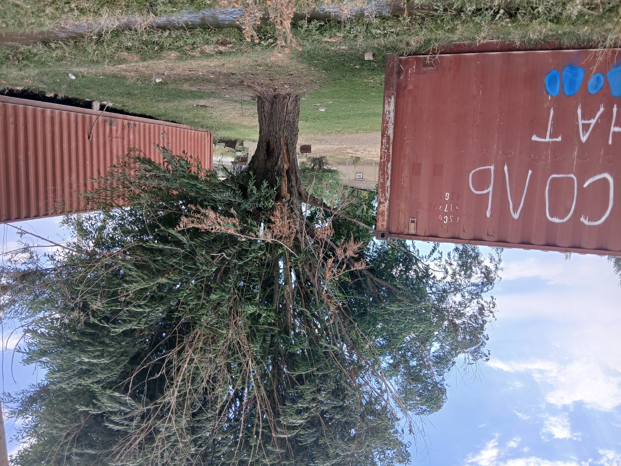 This is a medium-shot, eye-level, outdoor photograph of a scene in Kum-Aryk, Kyrgyzstan. In the foreground, a narrow, shallow stream flows horizontally across the bottom of the frame, bordered by green grass and some dry vegetation. To the left, a large, rusted, maroon shipping container stands vertically. White Cyrillic text reading "СОЛЬ" and "НАТ" is spray-painted on its side, along with some blue spray paint at the bottom. To the right of this container, and slightly behind it, a large tree with a thick trunk and dense green foliage stands prominently in the center of the frame. Its branches are reaching towards the sky. Behind the tree, another maroon shipping container is visible, oriented horizontally. The ground around the tree and the containers is covered in grass. In the background, a low, light-colored building with a single window can be seen, along with some other indistinct structures and vegetation. The sky above is blue with scattered white clouds. The overall scene appears to be an outdoor storage or industrial area with elements of nature interspersed. There are no people visible in the image.