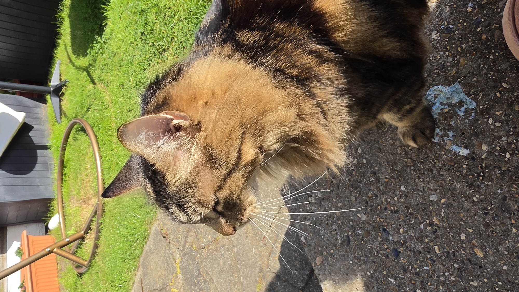 A medium-sized tabby cat with brown, black, and tan fur is standing on a concrete surface. The cat has long, white whiskers and is looking downward. The surrounding environment includes green grass, a metal gardening tool, and a terra cotta pot. A patch of blue material is visible on the concrete near the cat's paw. The location cannot be identified as London, United Kingdom based on visual information.