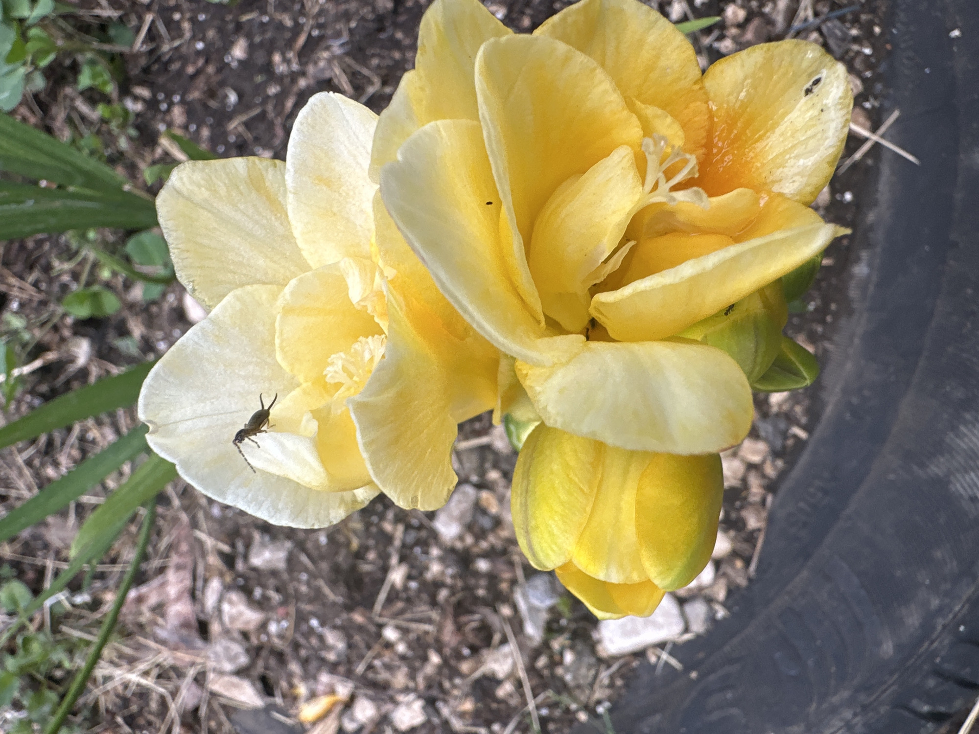 A high-angle shot showcases a cluster of yellow freesias with some blossoms fully open and others still in bud. An insect rests on the petal of the left-most flower. The flowers are situated amidst a backdrop of soil and scattered debris, possibly in a pot. A section of a dark-colored, perhaps black, tire is visible on the right edge of the frame. The location is presumably somewhere in Sesto Campano, Italy, based on the prompt. No people or other subjects are present.