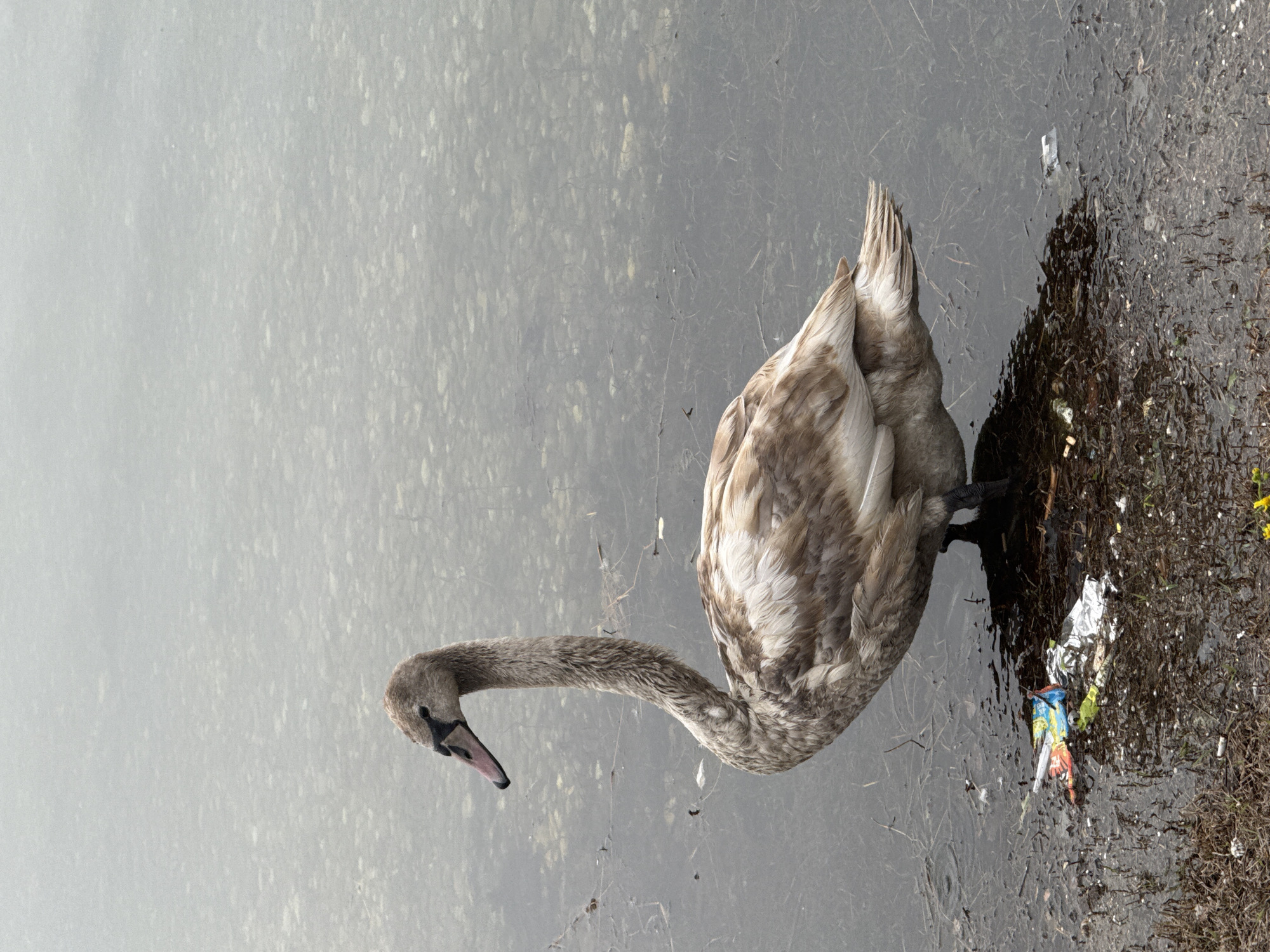 A solitary grey juvenile swan stands at the edge of a body of water, possibly a lake or pond, in Unknown, Unknown. The water's surface is subtly textured, suggesting slight movement or ripples. The swan is mostly in focus, with its long neck curved downwards, and its head near the water's surface. The swan's body has mottled grey and white plumage. The swan is standing on the shore. Debris and litter are visible among the wet grass, including a crushed snack wrapper. The weather appears overcast or foggy, casting a muted light.