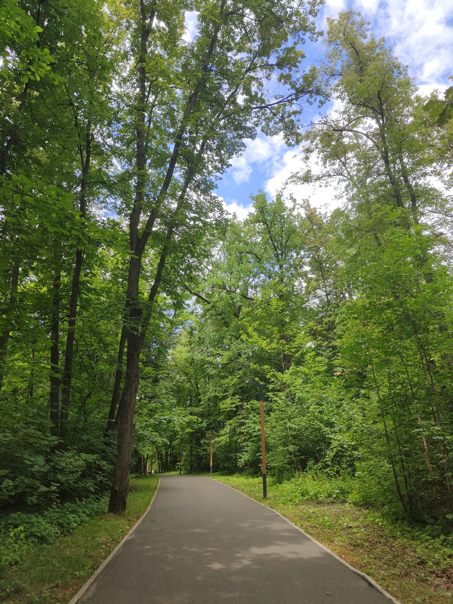 An asphalt path curves through a dense, green forest in an urban park. Sunlight filters through the leaves of tall trees, casting dappled shadows on the path. The sky above is a bright blue, dotted with fluffy white clouds. Two modern lampposts with dark poles and lighter tops are visible along the right side of the path. The forest floor is covered in lush green foliage and fallen leaves. The scene appears tranquil and inviting, suggesting a peaceful escape within the city.