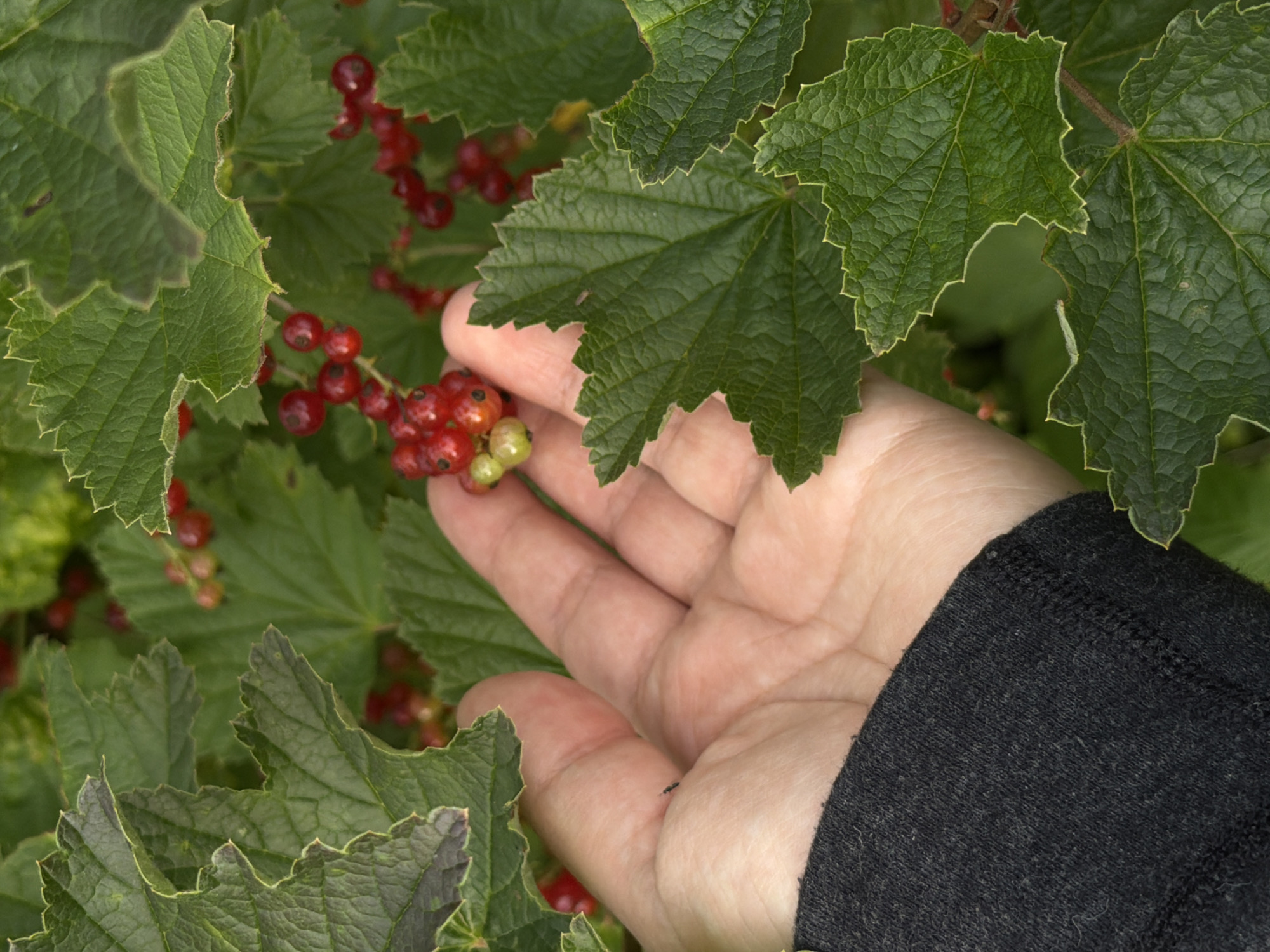 In this close-up shot, a person's hand, with its skin tone illuminated by soft, natural light, is reaching towards a cluster of ripe red currants. The berries, some plump and vibrant red, others still a lighter green, are nestled amongst lush green leaves. The leaves are broad and serrated, with visible veins, indicating they are from a healthy plant. A dark grey sleeve, likely part of a sweater or shirt, is visible on the right side of the frame, partially obscuring the hand and providing a contrast to the lighter skin. The background is a blur of more green foliage, suggesting the currants are growing on a bush or vine in an outdoor setting. The scene evokes a sense of nature and the harvest season. No text is visible in the image. The implied location of Чайковская, Russia, suggests this could be a scene of gathering berries during the warmer months in that region.
