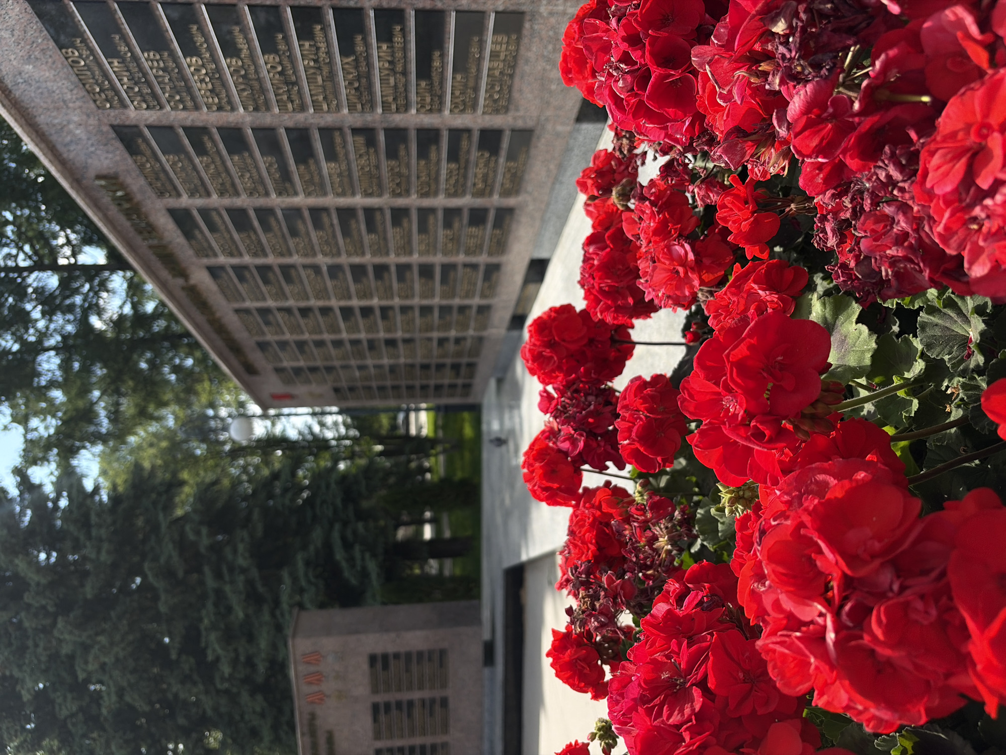 Here's a description of the image:
The image shows a memorial complex, likely a World War II memorial, in Izhevsk, Russia. In the foreground are vibrant red geranium flowers planted in front of the memorial. The memorial itself consists of stone slabs with engraved names, likely of individuals who died in the war. The engravings are in Cyrillic script. The scene is shot at an angle, partially showing the park area surrounding the monument, including trees and other stone structures.