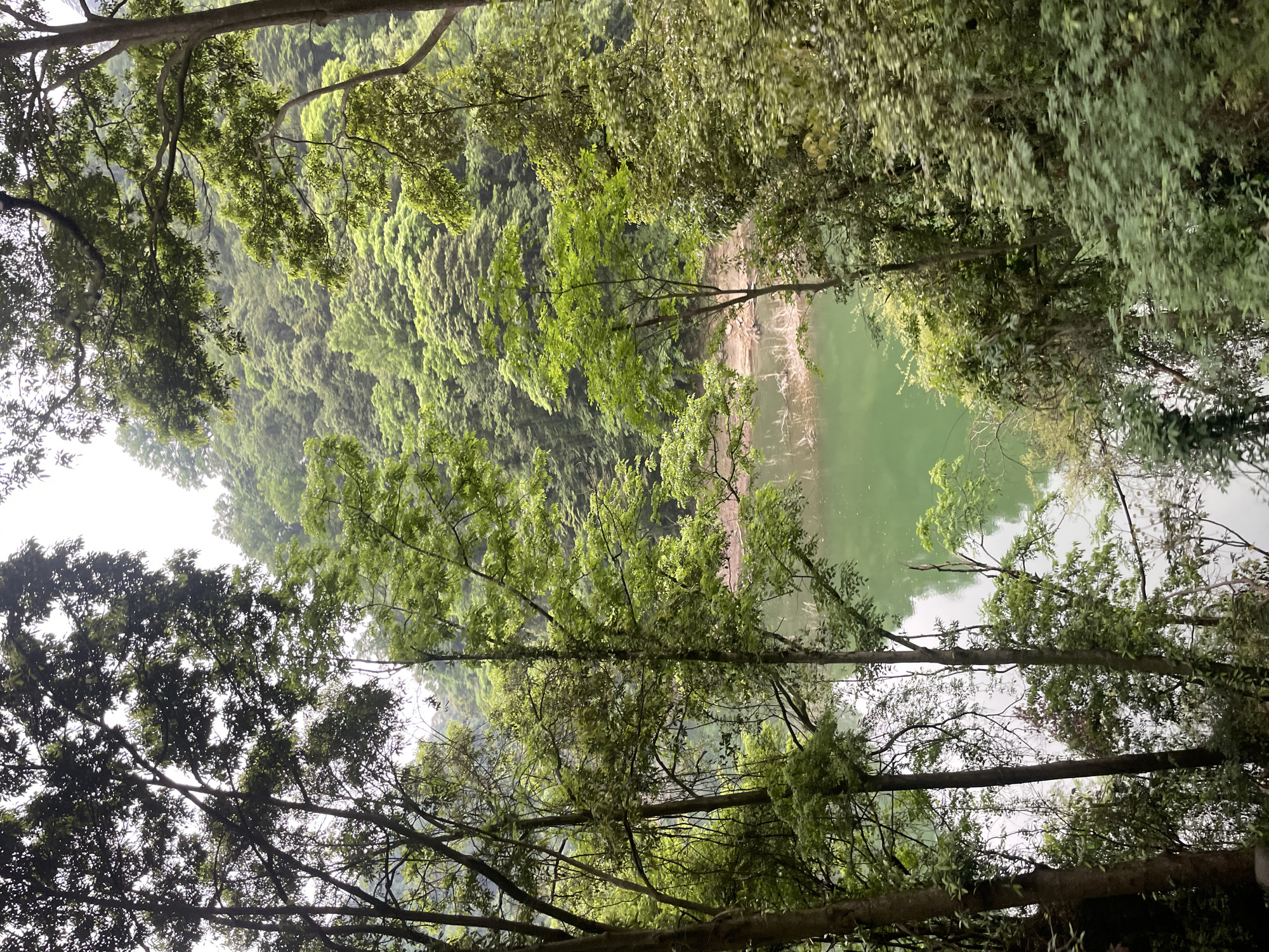 The image shows a view of Baofeng Lake in Wulingyuan, China, through a dense canopy of trees. The lake is a murky green, and a hillside covered in lush vegetation rises in the background. The sky is overcast. The perspective is from below, looking up through the trees.