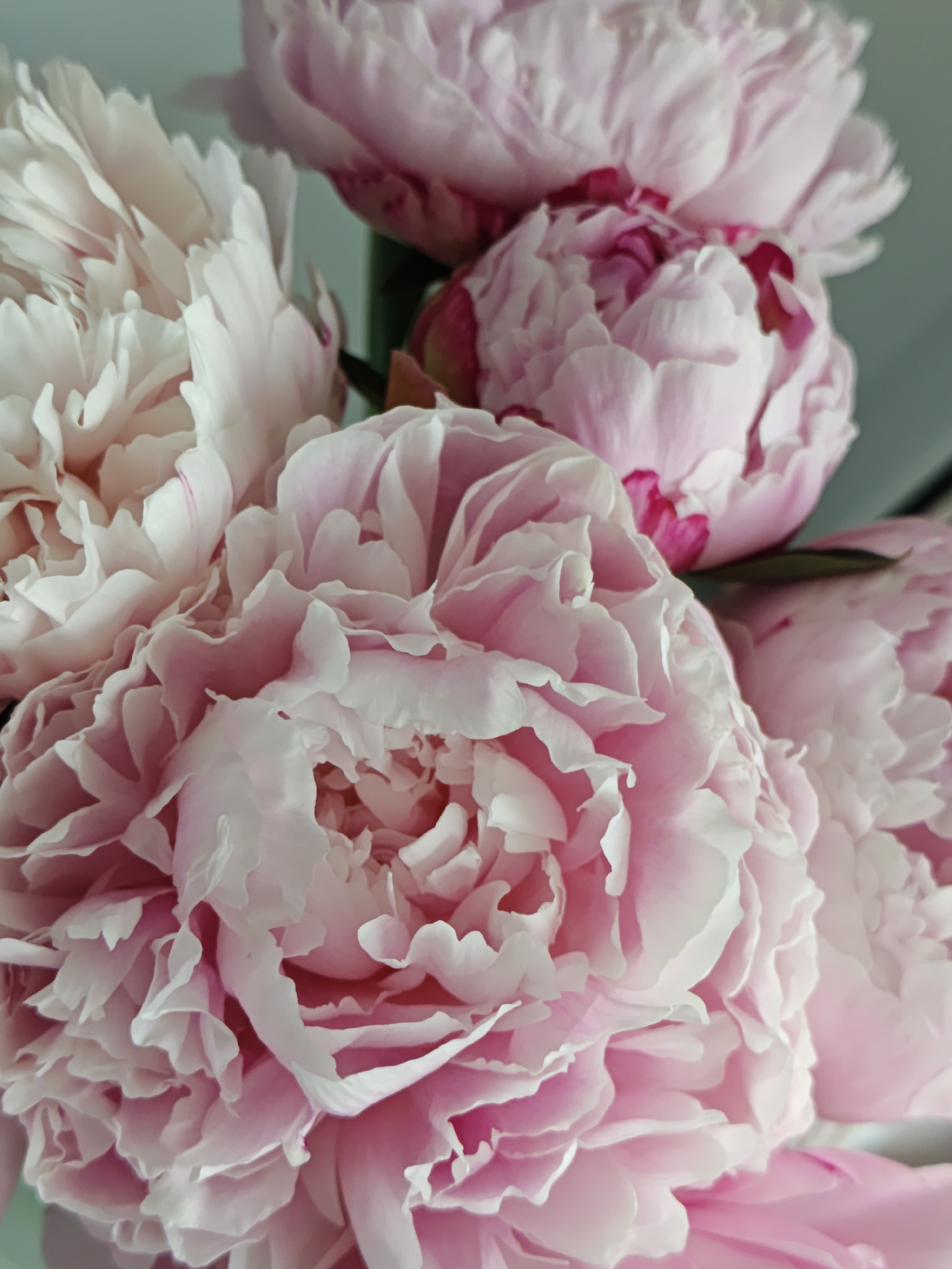 The media file is a close-up, vertical photograph featuring a bouquet of light pink peonies. The flowers dominate the frame, showcasing their lush, voluminous petals. The color palette primarily consists of soft pastel pinks and whites, with some deeper pink hues visible in the folds and centers of certain blossoms. The petals are densely packed and ruffled, creating a rich and intricate texture across the image. Several individual peony blooms are visible, appearing to be in various stages of opening. The lighting is soft and natural, emphasizing the delicate details and gradual color transitions of the petals. The background is out-of-focus and appears to be a light, muted color, possibly pale grey or green, which helps to highlight the flowers. There is no specific activity or event taking place, as it is a still life composition. No time of day, weather conditions, or specific location cues are discernible within the image itself, though the provided location context is Vinnytsia, Ukraine. No text is visible in the media file.