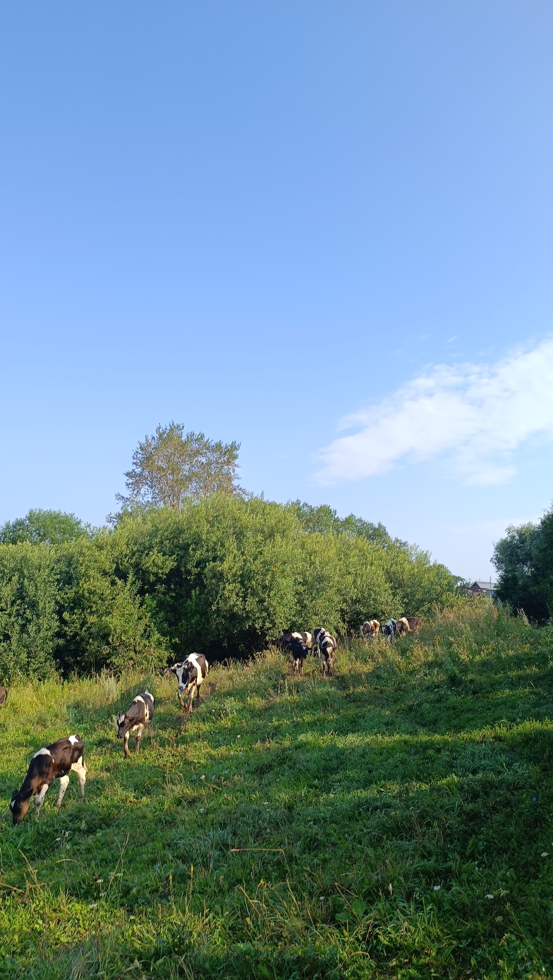 A herd of black and white cows graze on a grassy slope under a clear blue sky with a few wispy clouds. The cows are scattered across the middle and lower sections of the image. In the background, a dense line of green trees forms a natural border. The scene appears to be a rural landscape. The location is not specified in Karsha, Russia.
