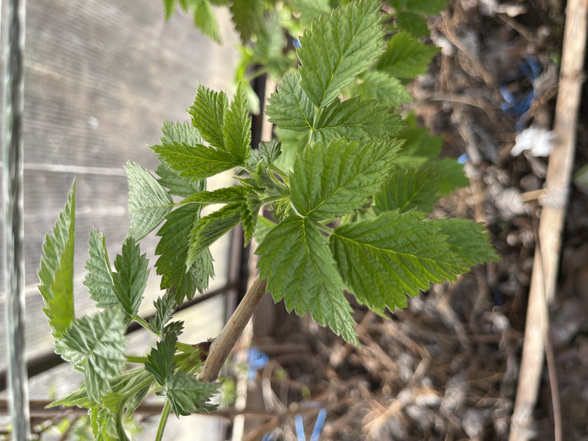This close-up, vertically oriented photograph features a section of a vibrant green plant, likely a cane fruit such as raspberry, with fresh, healthy leaves. A light brown, woody stem traverses the center of the frame, from which multiple compound leaves sprout. These leaves are a vivid green, exhibiting distinct serrated edges and clearly visible venation, indicative of new growth.
The background is largely out of focus, creating a shallow depth of field that emphasizes the plant. To the upper left, a blurry, light-colored structure with subtle vertical elements is visible, possibly suggesting a greenhouse wall, a wooden fence, or a support frame. The lower right background reveals a dark, blurry ground covered with organic debris and faint hints of blue plastic material, alongside a slender, light-colored wooden stick or cane.
The scene is bathed in bright, natural daylight, which illuminates the leaves and highlights their textures. There is no visible activity or text. The image captures a serene moment of plant life, suggesting an outdoor or sheltered garden setting during spring or early summer in Chaikovsky, Russia.