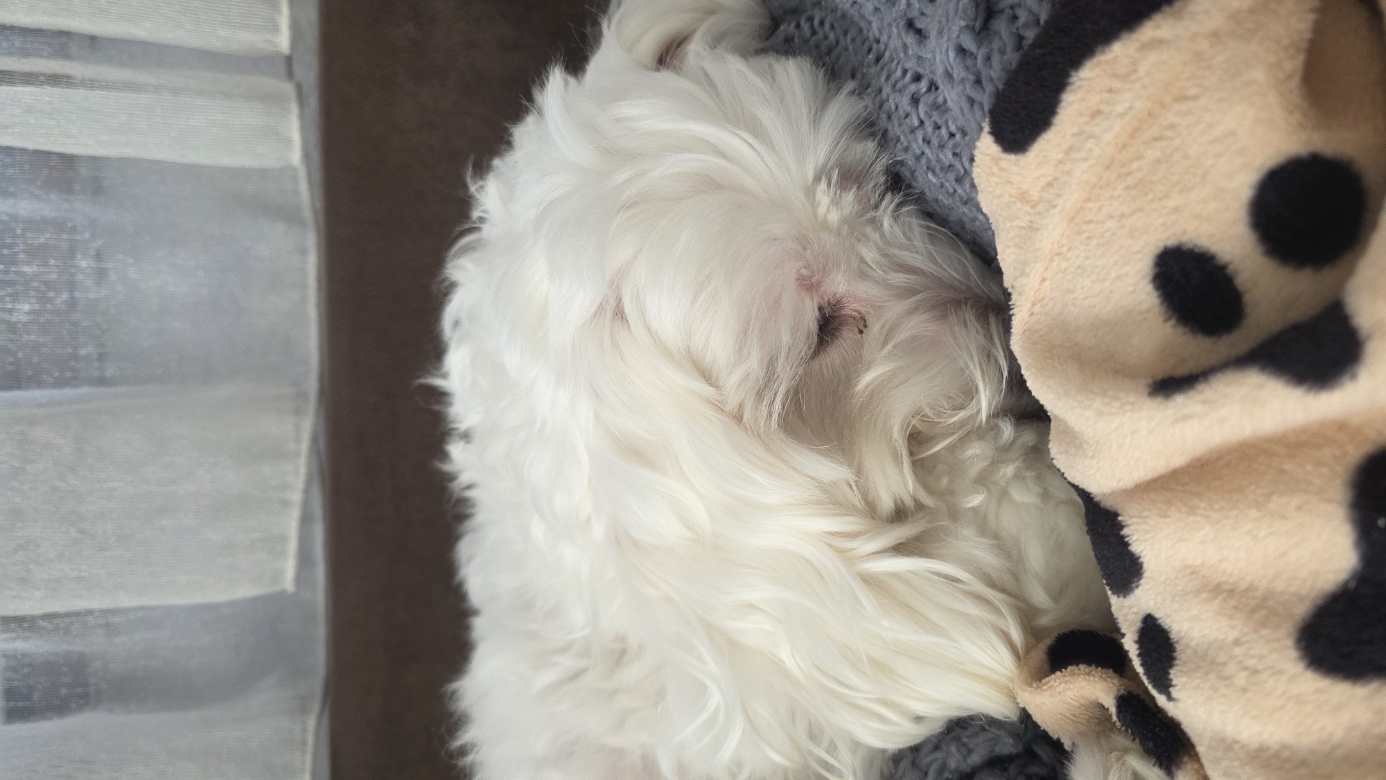 A white, long-haired dog is sleeping nestled between a grey knitted blanket and a tan blanket with large black spots. The dog's head is facing the right side of the frame. Adjacent to the left is a window with sheer, white blinds. The context doesn't include any mention of a specific location or city.