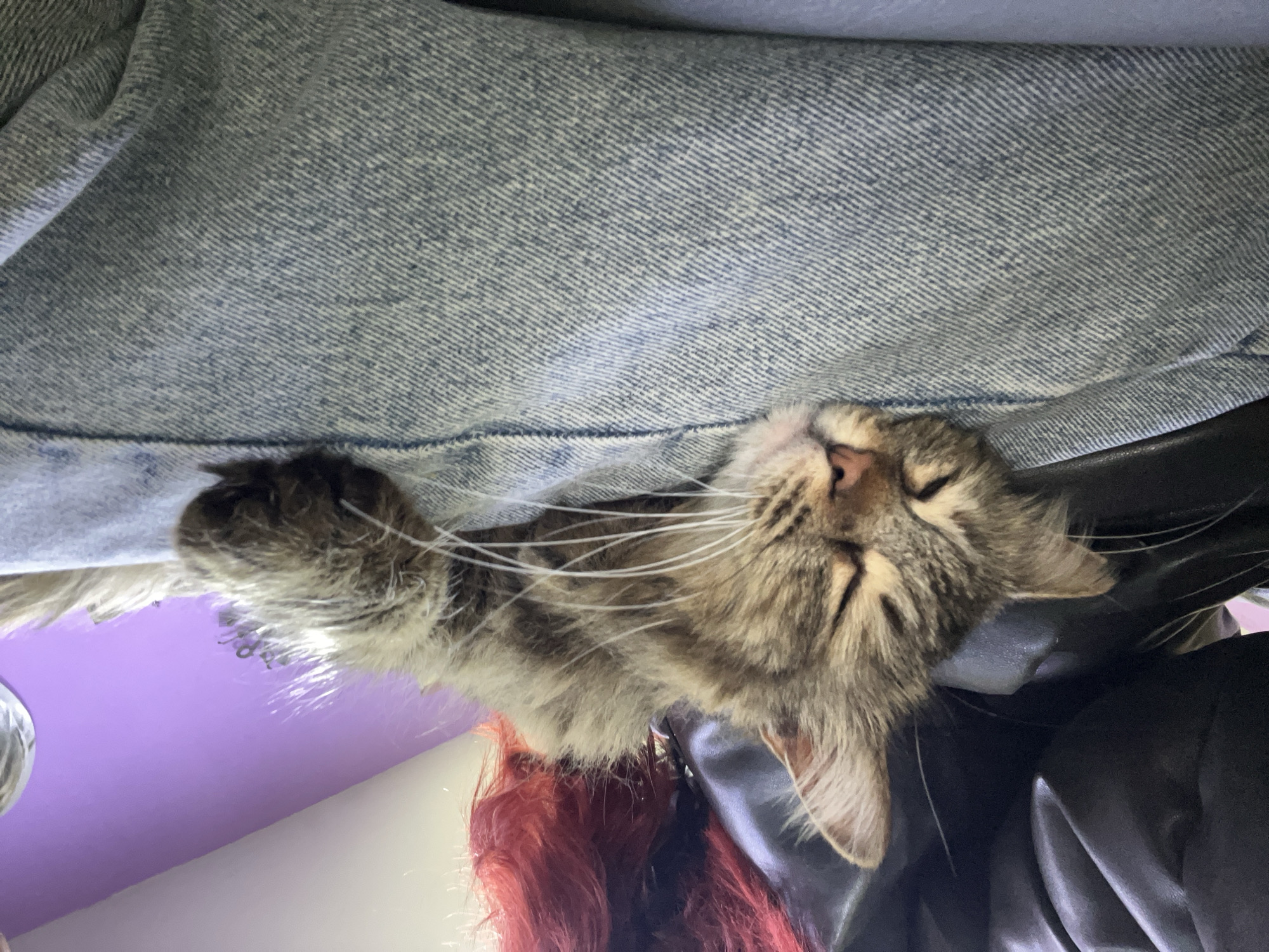A tabby cat is resting. Its head and upper body are visible, with closed eyes and white whiskers. The cat appears to be lying on or against a black leather-like surface. Above the cat is a textured denim fabric. In the lower left corner of the image, some red hair is visible. A purple wall is partially visible. There is no indication of the location in Asenovgrad, Bulgaria.