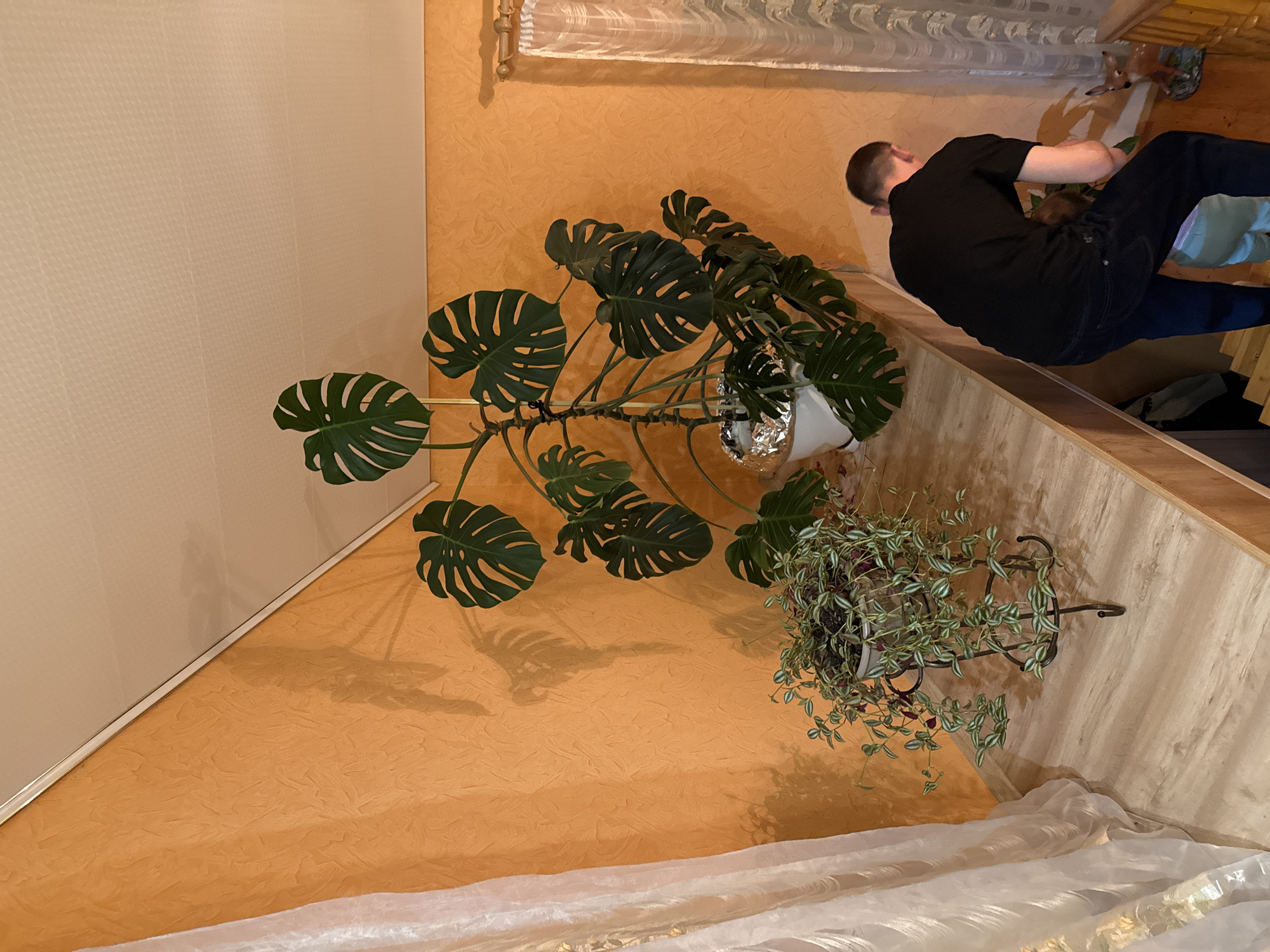 An indoor scene, likely a living room or sunroom, is depicted in Krapivka, Russia. The image is oriented sideways, showing a man interacting with plants and furniture. The man, seen from behind and his right side, is positioned on the right half of the frame. He wears a black t-shirt and dark jeans, and appears to be leaning or reaching towards a light-colored wooden surface, where a small animal figurine, possibly a deer, is visible.
Dominating the left and central parts of the image is a large Monstera plant with numerous split green leaves. It is potted in a white container, partly covered with aluminum foil, and rests on a low surface. Sunlight or an artificial light source casts distinct shadows of its leaves onto the warm orange, textured wall behind it. To the right of the Monstera, on the wooden surface, sits a smaller trailing plant with variegated green and white foliage, housed in a decorative dark metal holder.
The room features a light-colored wall with a subtle patterned texture on the far left, bordering the orange main wall. White, translucent sheer curtains are visible along the perceived top and bottom edges of the room, suggesting window coverings. The setting conveys a homey and cared-for environment. No text is visible in the image. The natural lighting suggests it is daytime.