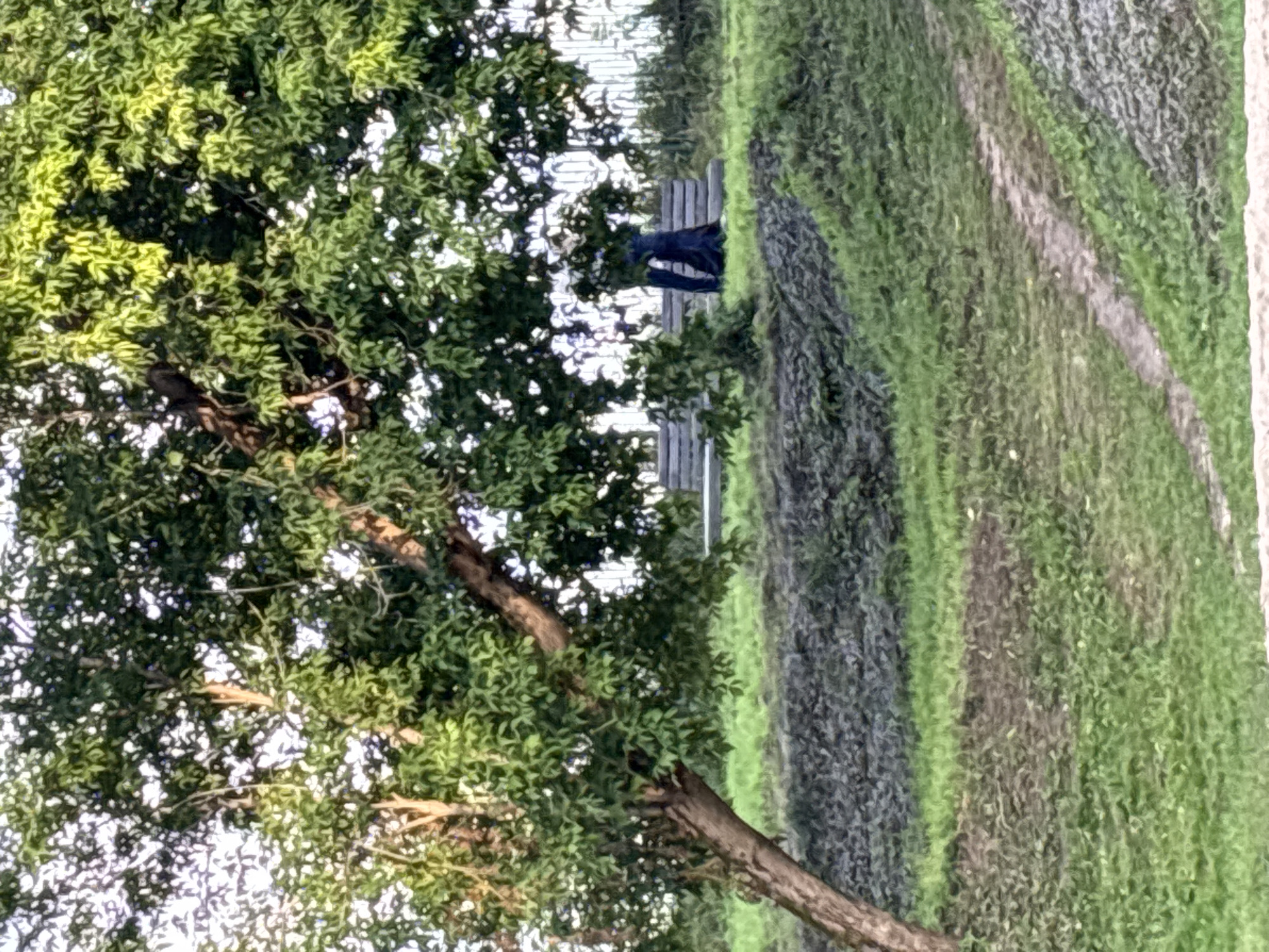 An outdoor scene in Zvenigorod, Russia, depicts a grassy slope with a path winding through it. A large tree with lush green foliage stands prominently in the foreground on the left. In the background, a wooden bench is situated beneath the tree's branches, with a person wearing dark clothing standing behind it, partially obscured by foliage. A metal fence is visible behind the bench. The environment appears to be a park or a natural area, with evidence of mown grass and possibly some areas of darker, uncultivated ground. The lighting suggests it is daytime, possibly late afternoon or early morning, given the angle of the light.