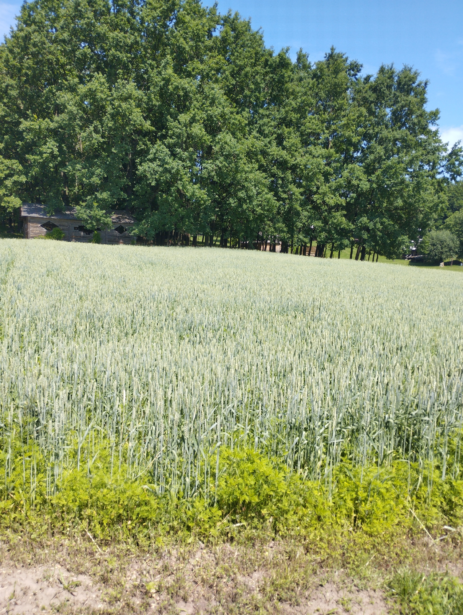 A wide-angle, eye-level, outdoor shot captures a vast field of wheat under a clear blue sky. The wheat stalks are a light green, growing densely and stretching towards the horizon. In the background, a line of mature, lush green trees forms a backdrop to the field, with hints of wooden structures peeking through the foliage. The foreground shows a patch of shorter green plants and dry soil. The scene is still and tranquil, with no visible people or animals.