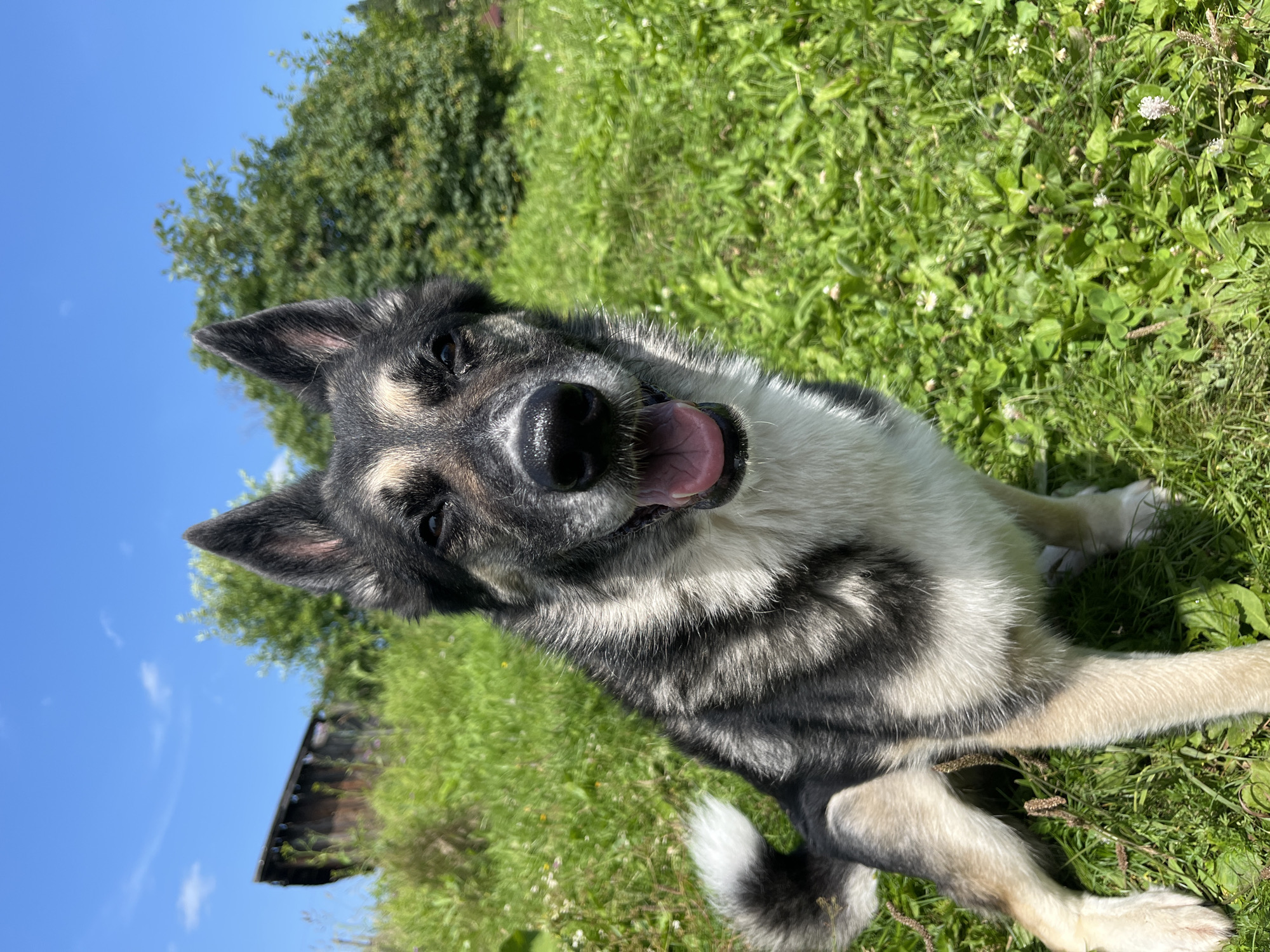 A medium shot photograph captures a dog sitting on a grassy hill on a sunny day. The dog is a husky-shepherd mix with black, white, and tan fur, with erect ears and its mouth open as if panting. The background features a clear blue sky with scattered clouds, lush green grass, and trees. To the left of the frame, a rustic, weathered wooden structure, possibly a barn or shed, is partially visible. The setting appears to be rural, consistent with the outskirts of Nizhny Tagil, Russia, suggesting an outdoor recreational area or a private rural property. There are no people present in the image.